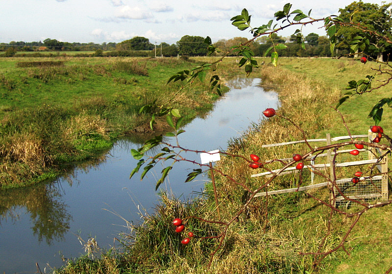 Rosehips & the River Adur