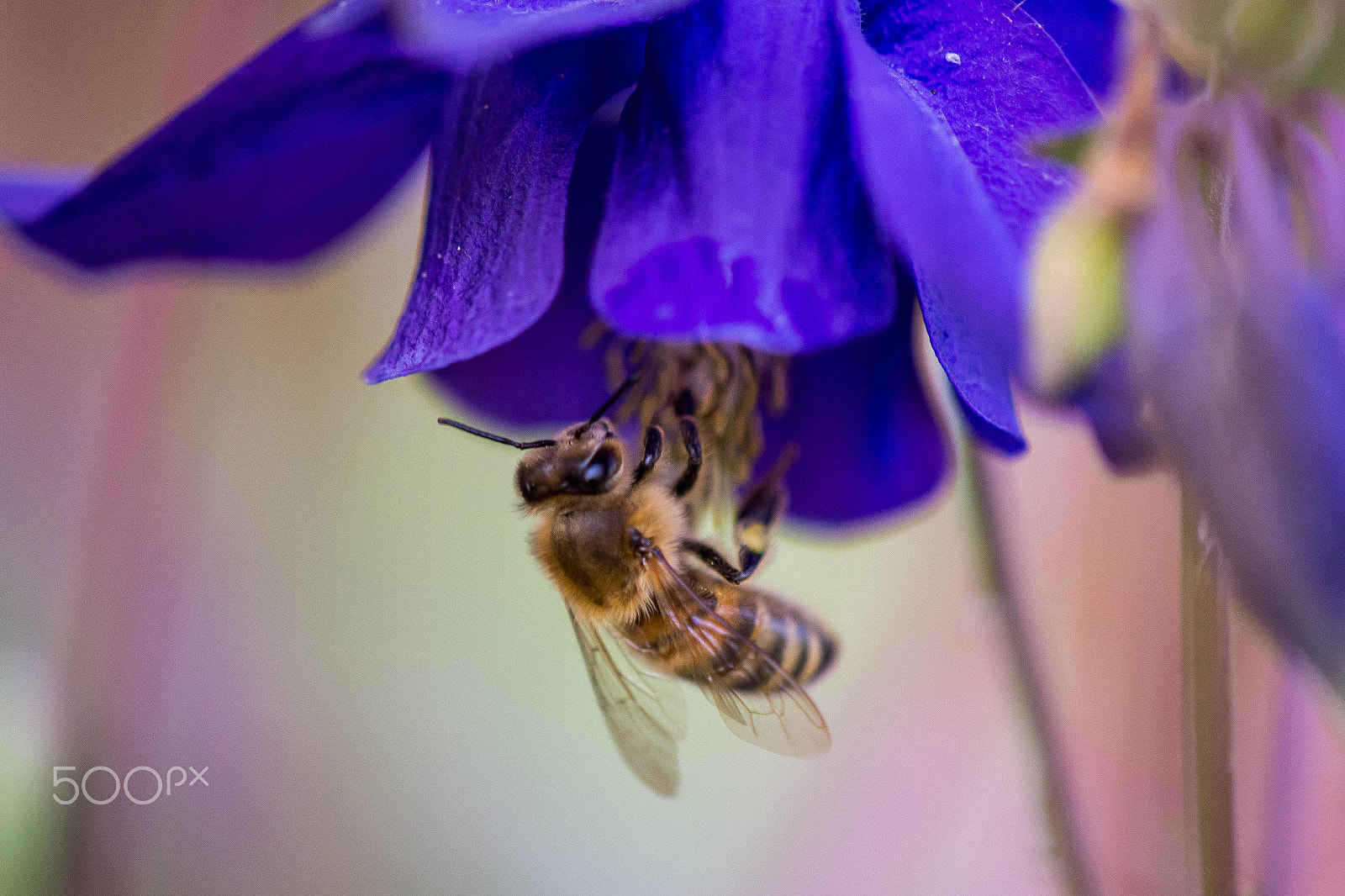 Nikon AF-S DX Micro-Nikkor 85mm F3.5G ED VR sample photo. Honeybee photography