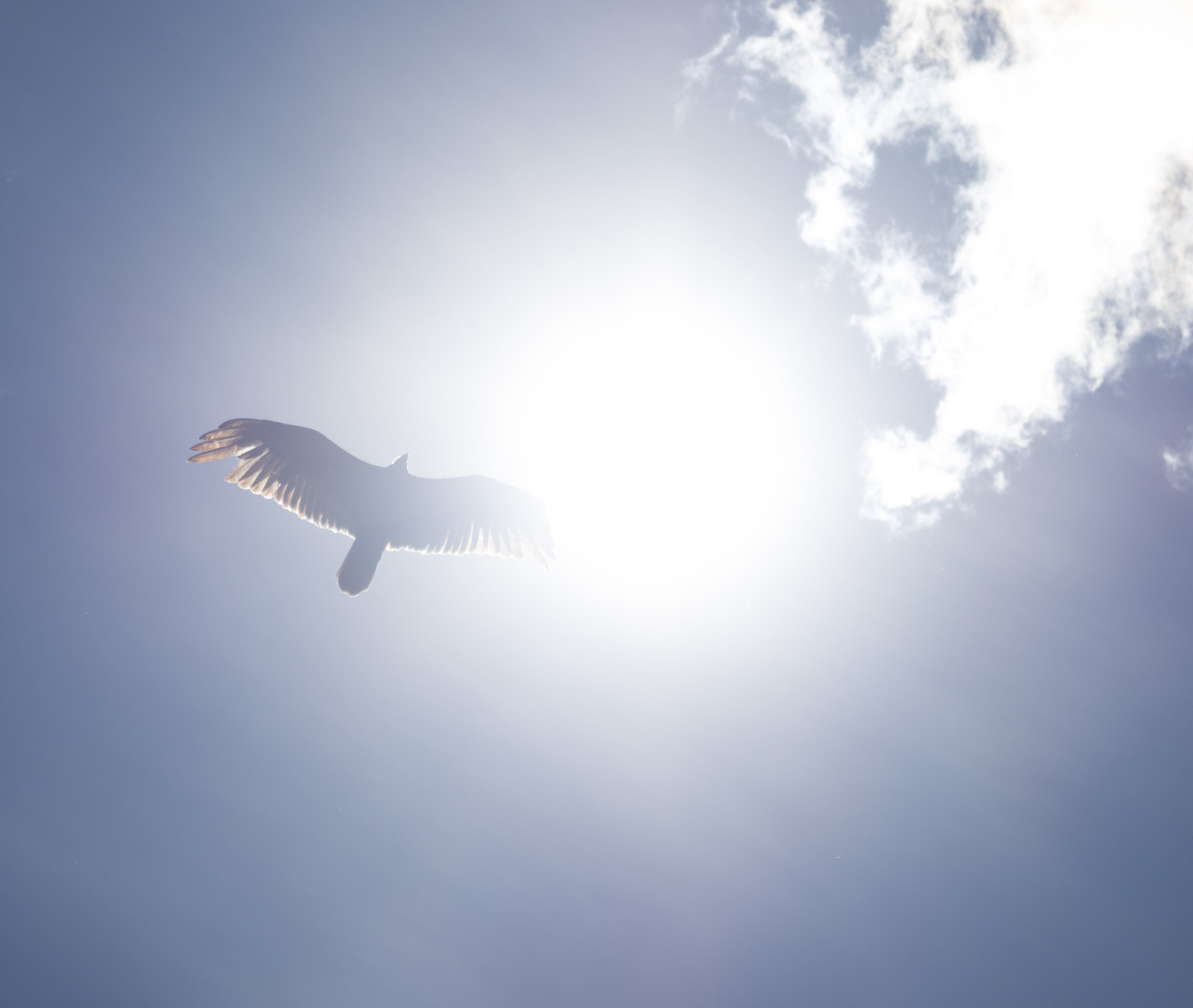 AF Zoom-Nikkor 28-80mm f/3.3-5.6G sample photo. Didn't adjust camera settings. swung up and shot. luck. photography