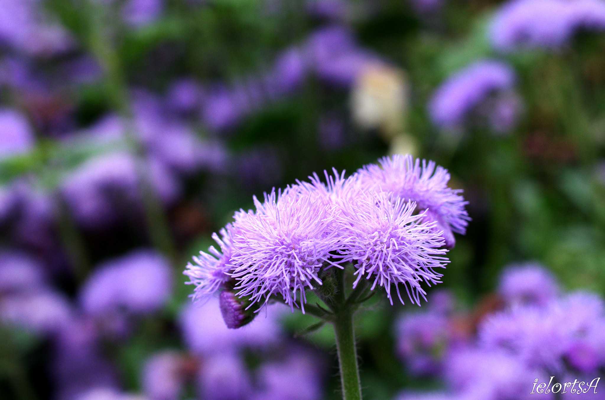 Pentax K-5 sample photo. Flower photography