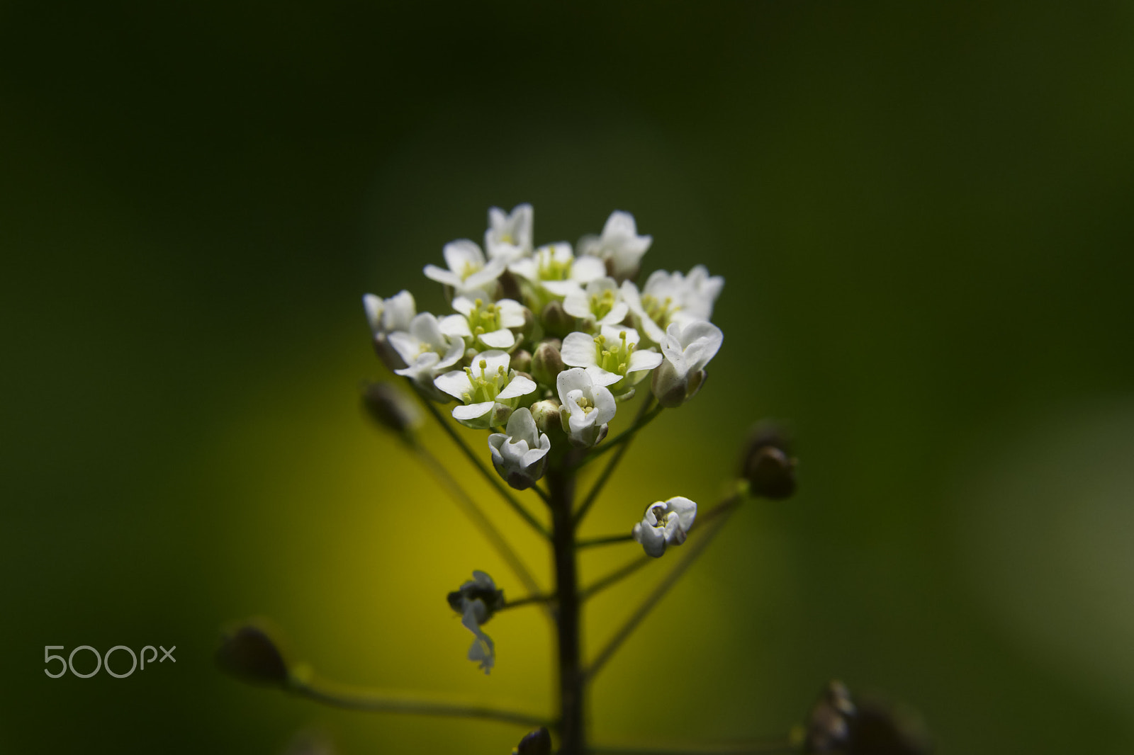 Sigma 17-70mm F2.8-4 DC Macro OS HSM sample photo. Trip photography