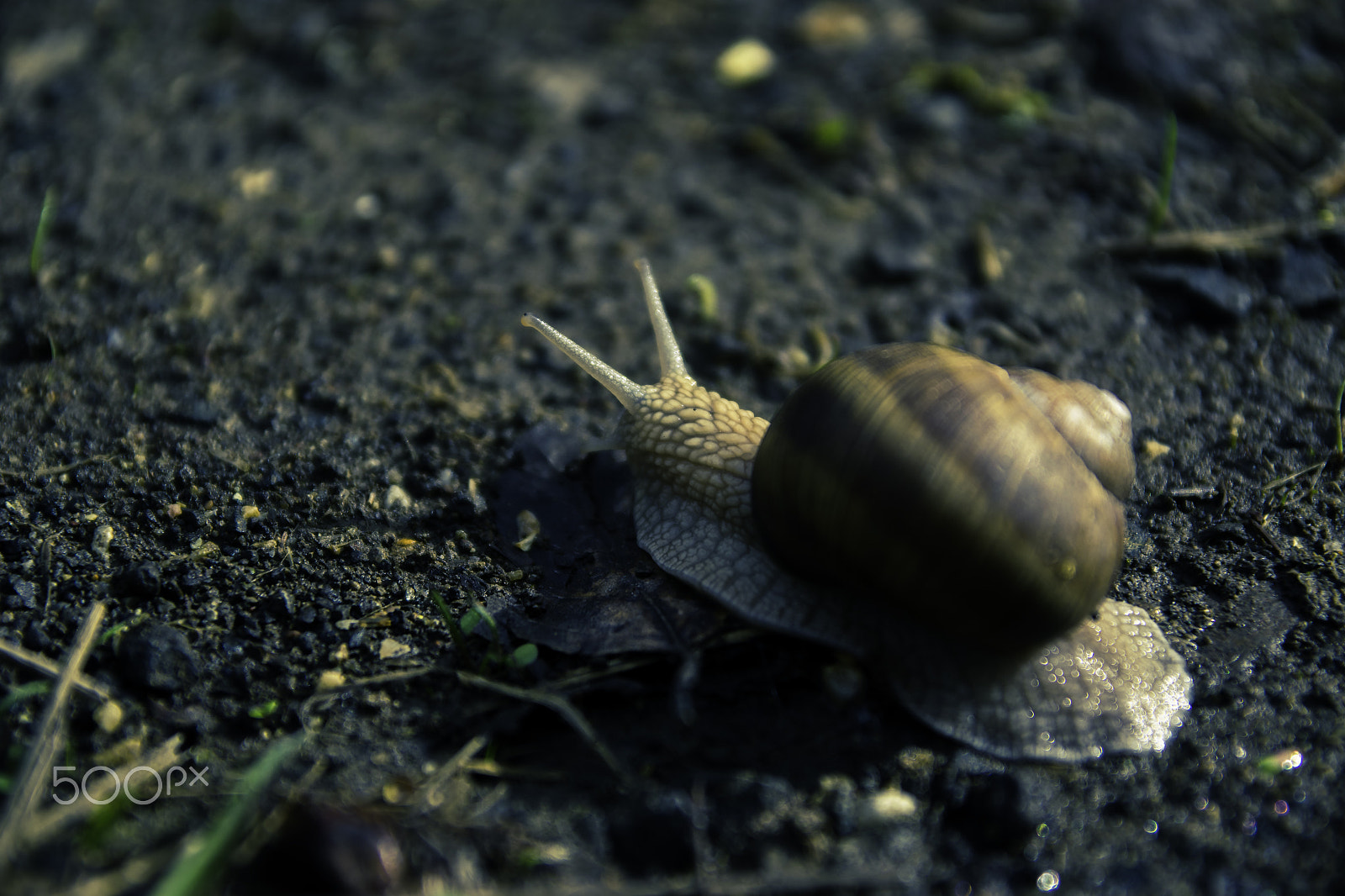 Sigma 17-70mm F2.8-4 DC Macro OS HSM sample photo. Trip ii photography