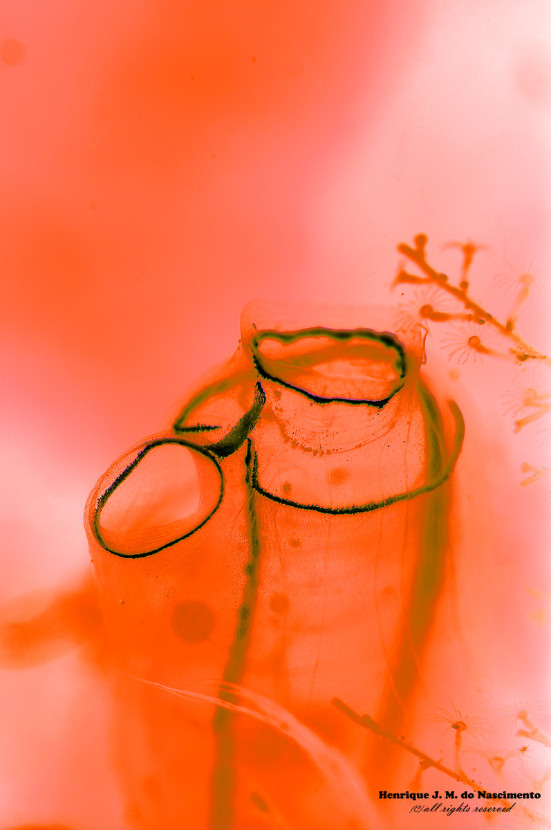 Sigma 105mm F2.8 EX DG OS HSM sample photo. Red tube... or not photography