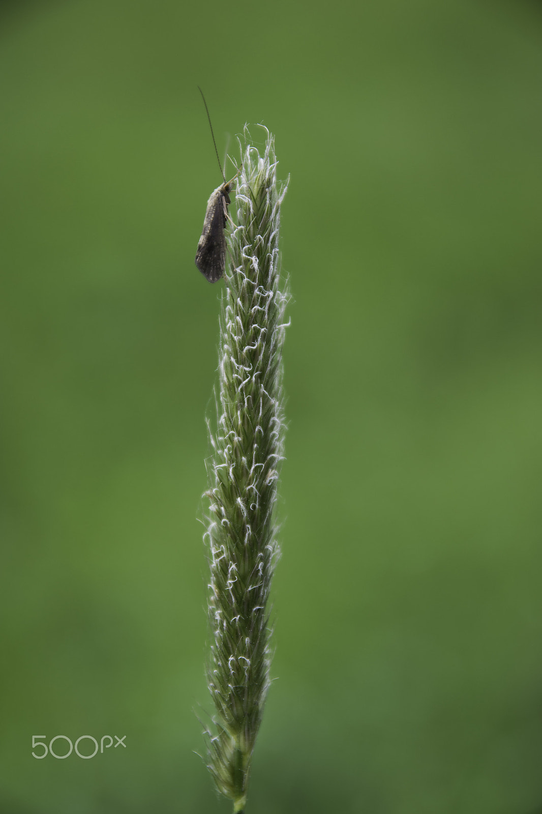 Sigma 17-70mm F2.8-4 DC Macro OS HSM sample photo. Trip ii photography