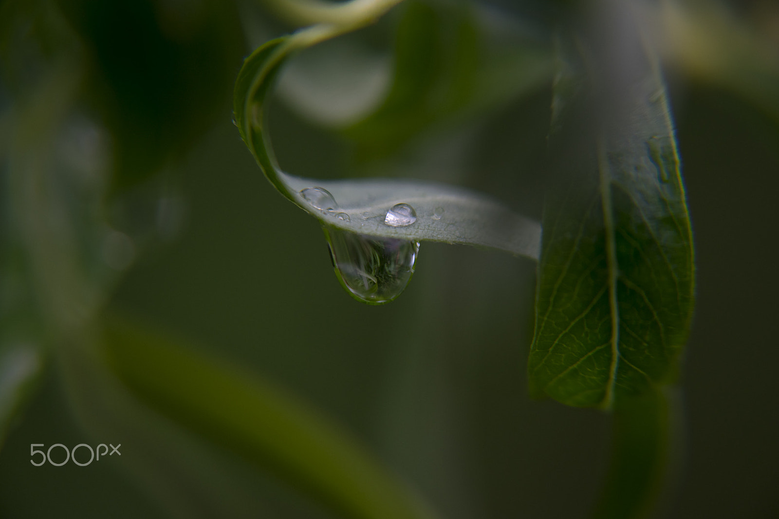 Sigma 17-70mm F2.8-4 DC Macro OS HSM sample photo. After rain photography