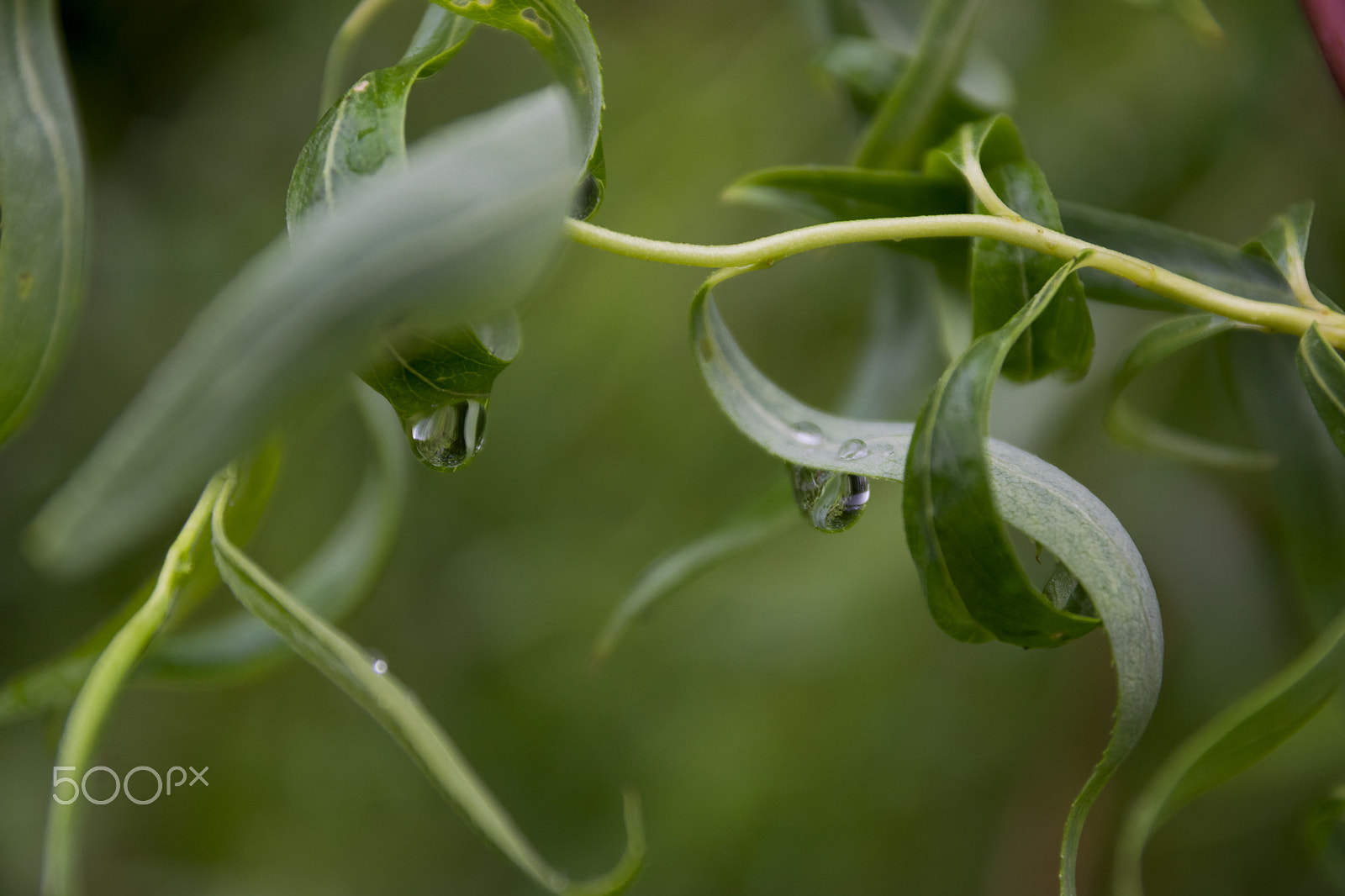 Sigma 17-70mm F2.8-4 DC Macro OS HSM sample photo. After rain ii photography