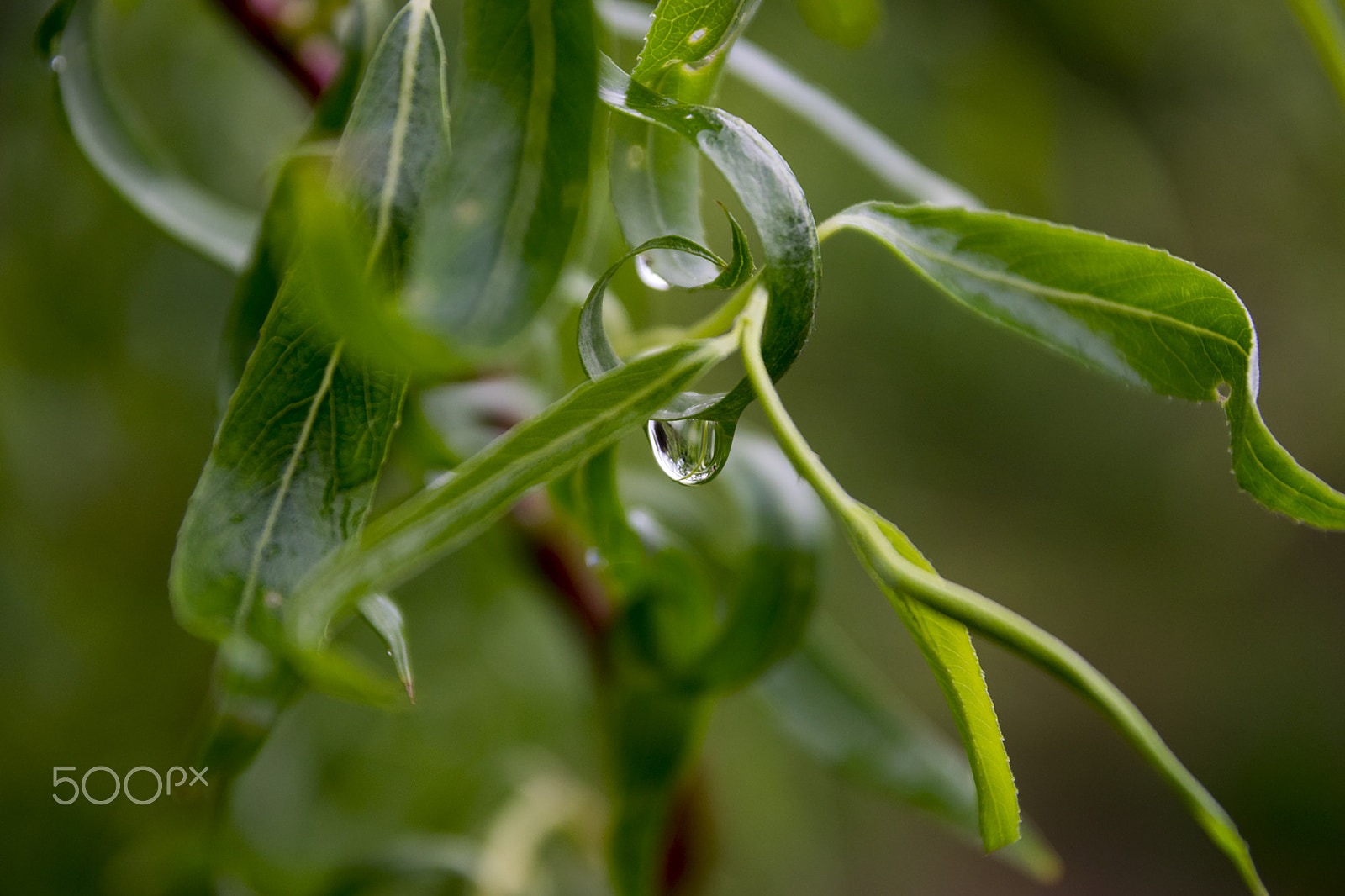 Sigma 17-70mm F2.8-4 DC Macro OS HSM sample photo. After rain iii photography