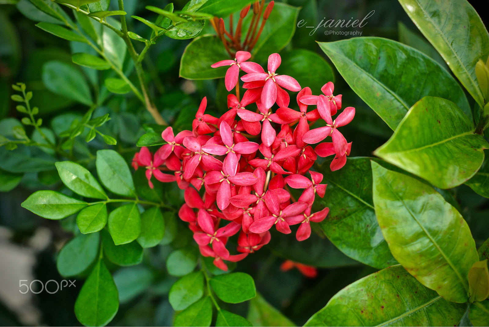 Sony SLT-A77 sample photo. Flowers photography