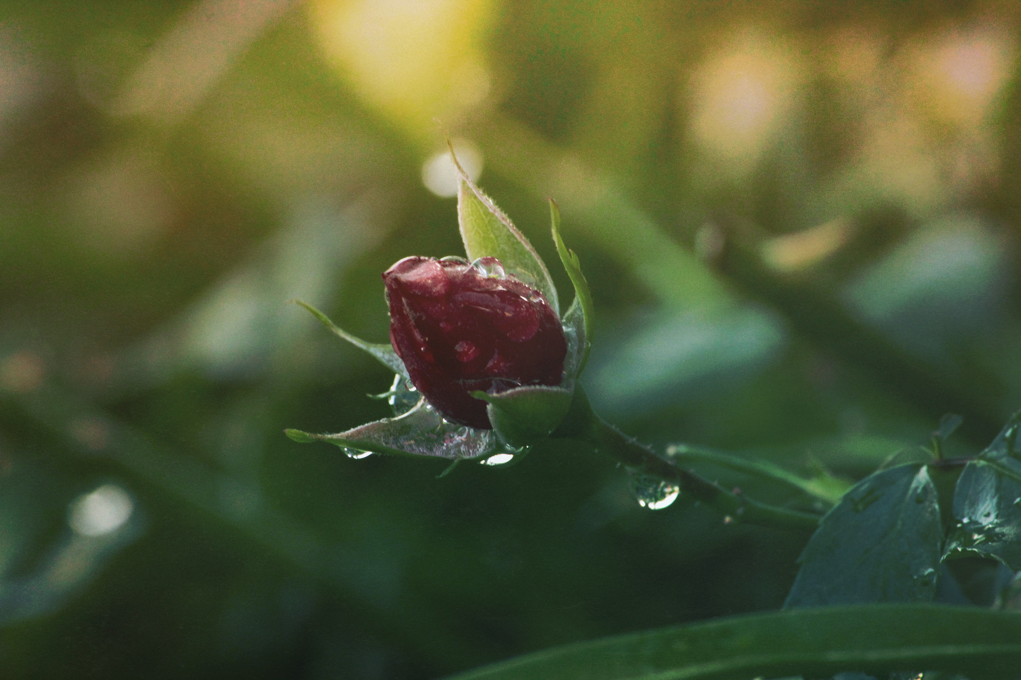 Canon EF-S 55-250mm F4-5.6 IS II sample photo. A rose is still a rose photography