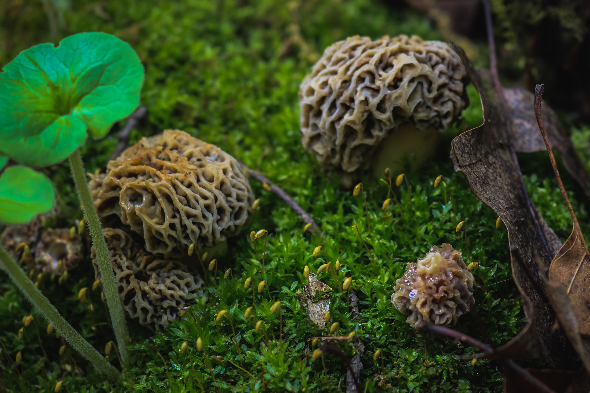 Canon EF 100mm F2.8 Macro USM sample photo. Fungi 1 photography