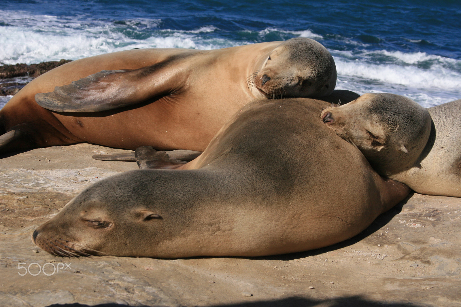 Canon EF-S 18-55mm F3.5-5.6 sample photo. Sea lions napping photography