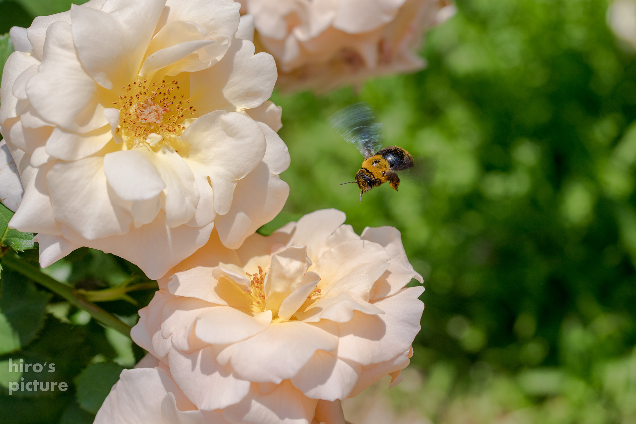 Nikon D5 sample photo. Under work! photography