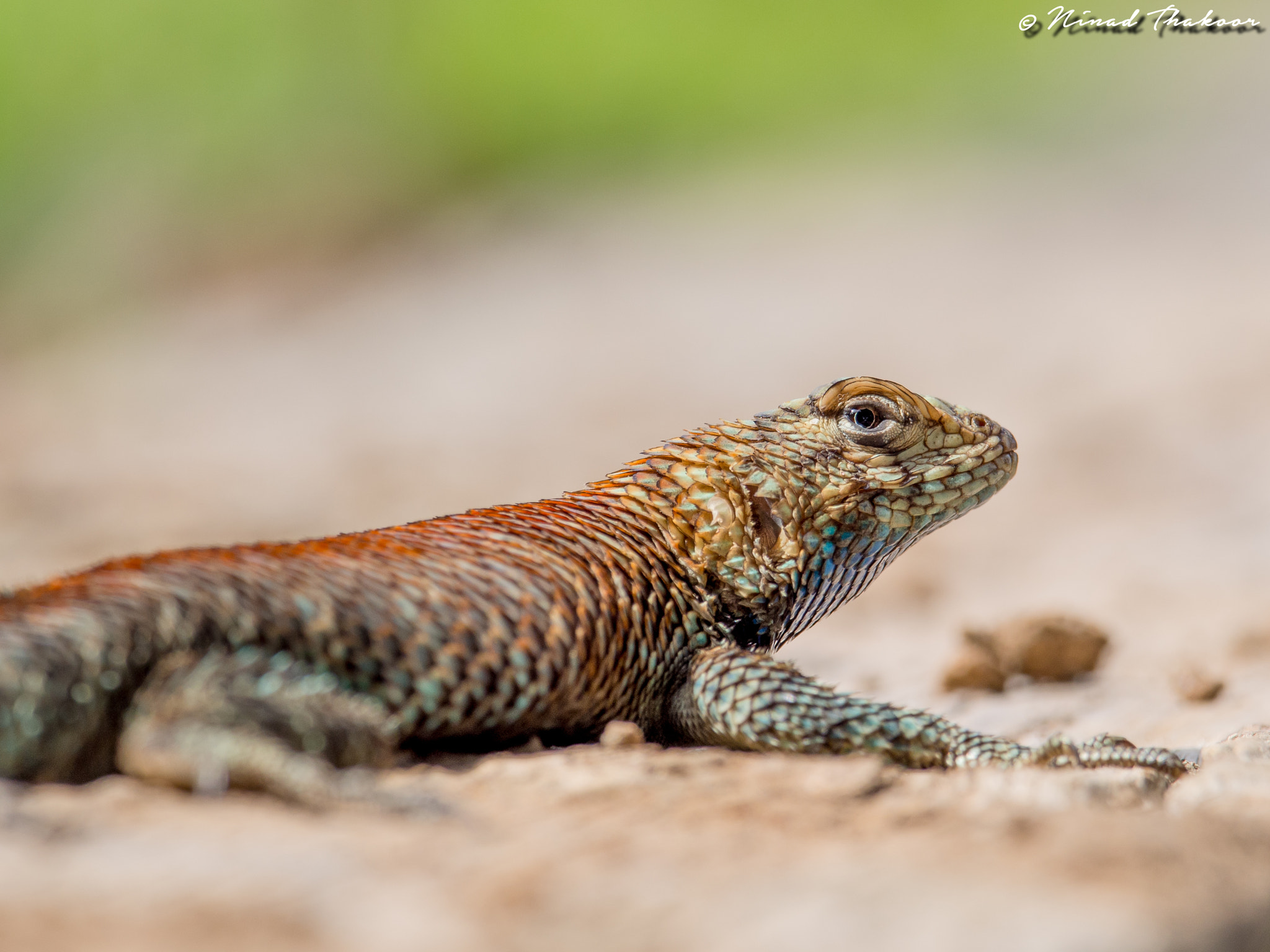 Olympus OM-D E-M5 + M.300mm F4.0 + MC-14 sample photo. Granite spiney lizard photography