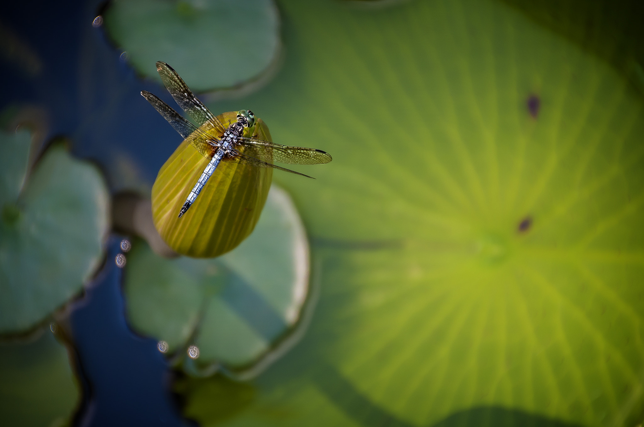 Nikon D300 + Tamron 18-270mm F3.5-6.3 Di II VC PZD sample photo. Dragonfly over lily pad photography