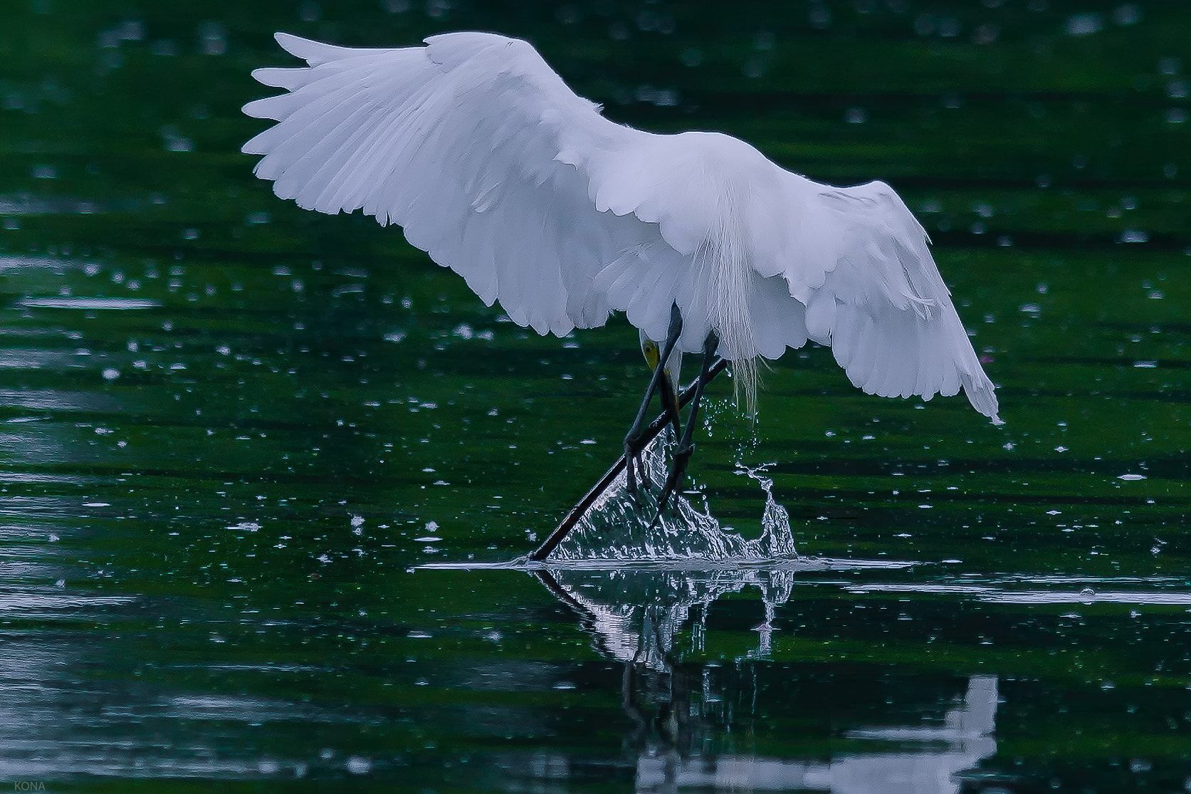 Nikon AF-S Nikkor 400mm F2.8G ED VR II sample photo. Sagi photography