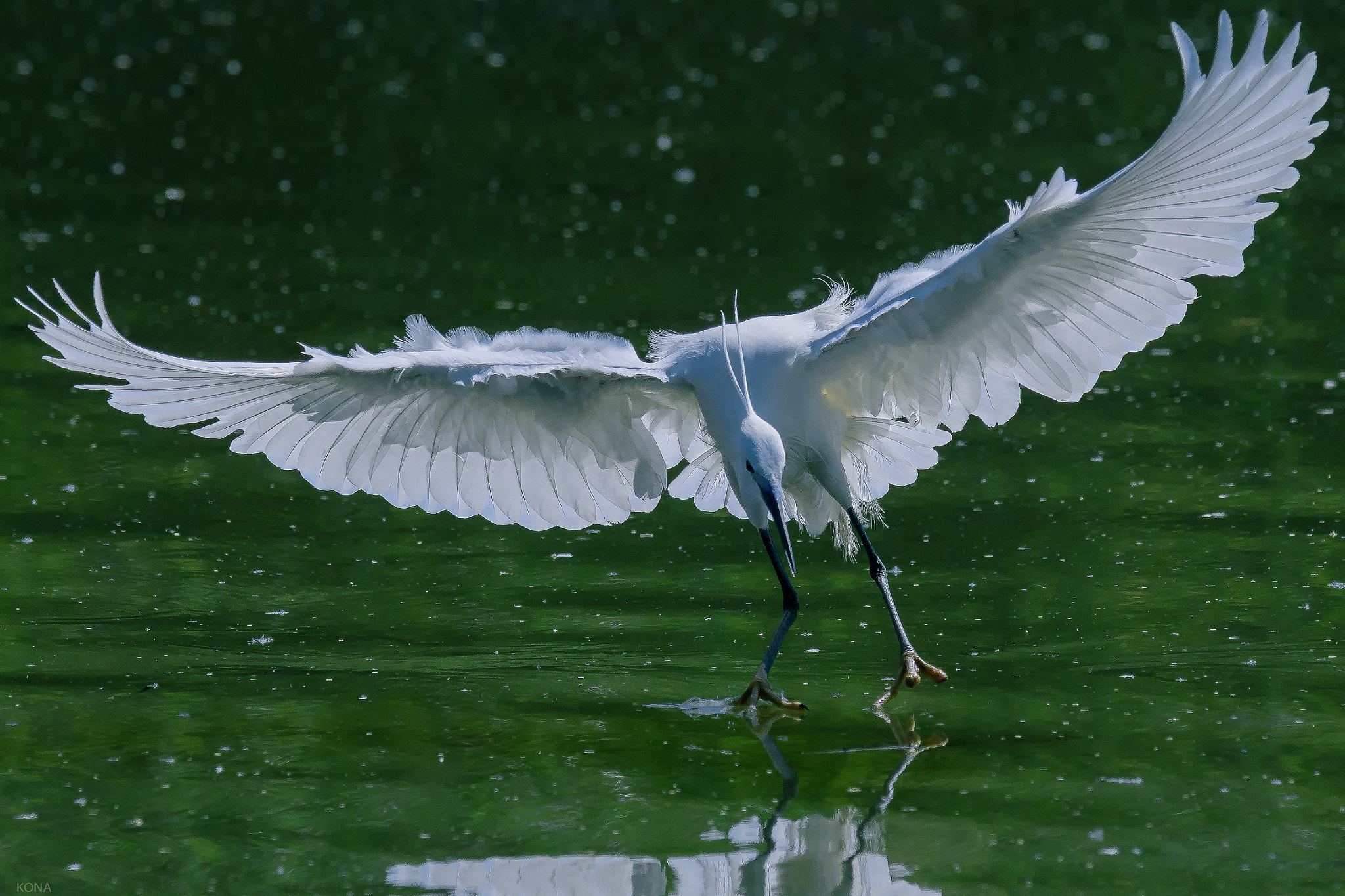 Nikon AF-S Nikkor 400mm F2.8G ED VR II sample photo. Sagi photography