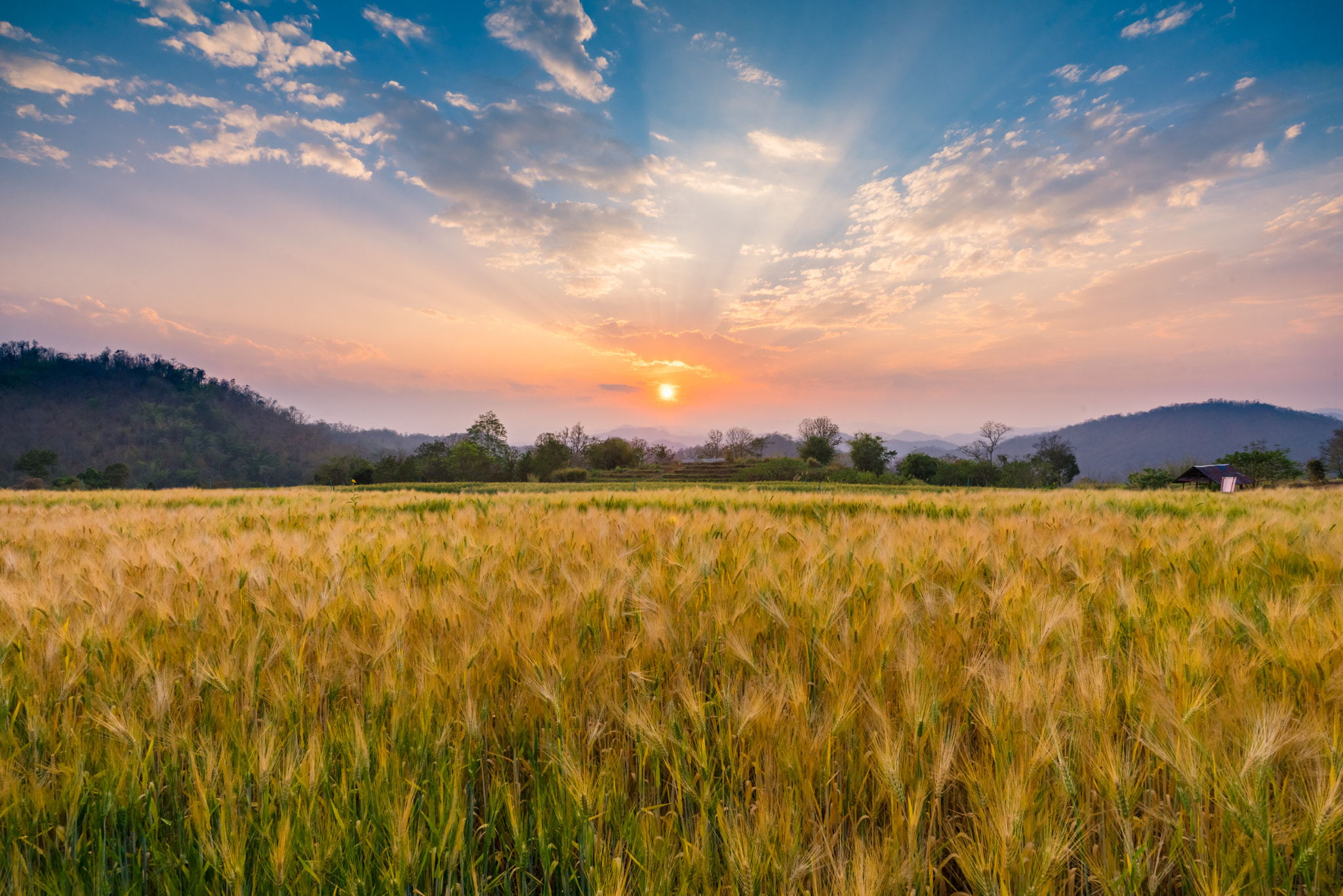 Sony a7 + Sony Vario-Sonnar T* 16-35mm F2.8 ZA SSM sample photo. Foodgolden wheat barley  ready for harvest with blue sky and sun photography