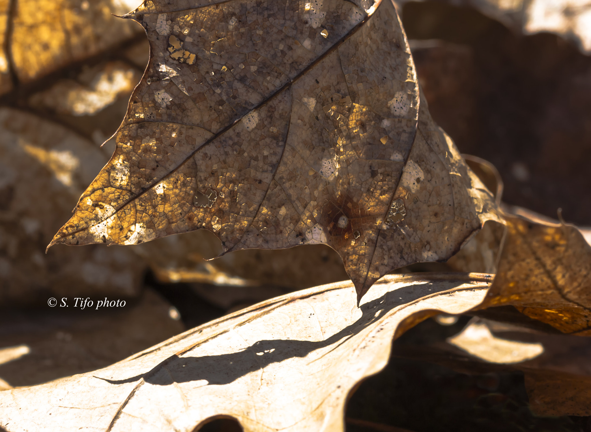 Sigma 105mm F2.8 EX DG OS HSM sample photo. Shadow of old leave ... photography