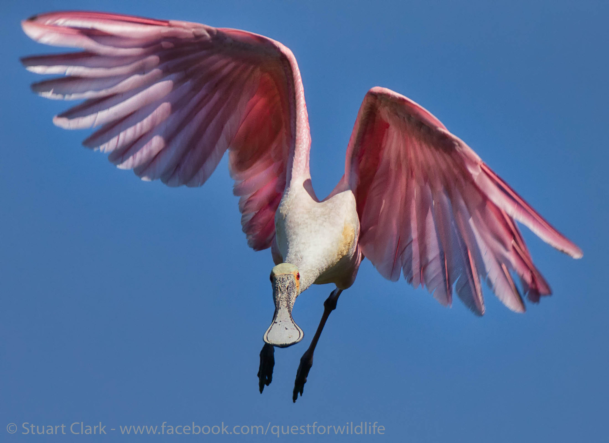 Canon EF 600mm f/4L IS + 2x sample photo. 50 shades of rose photography