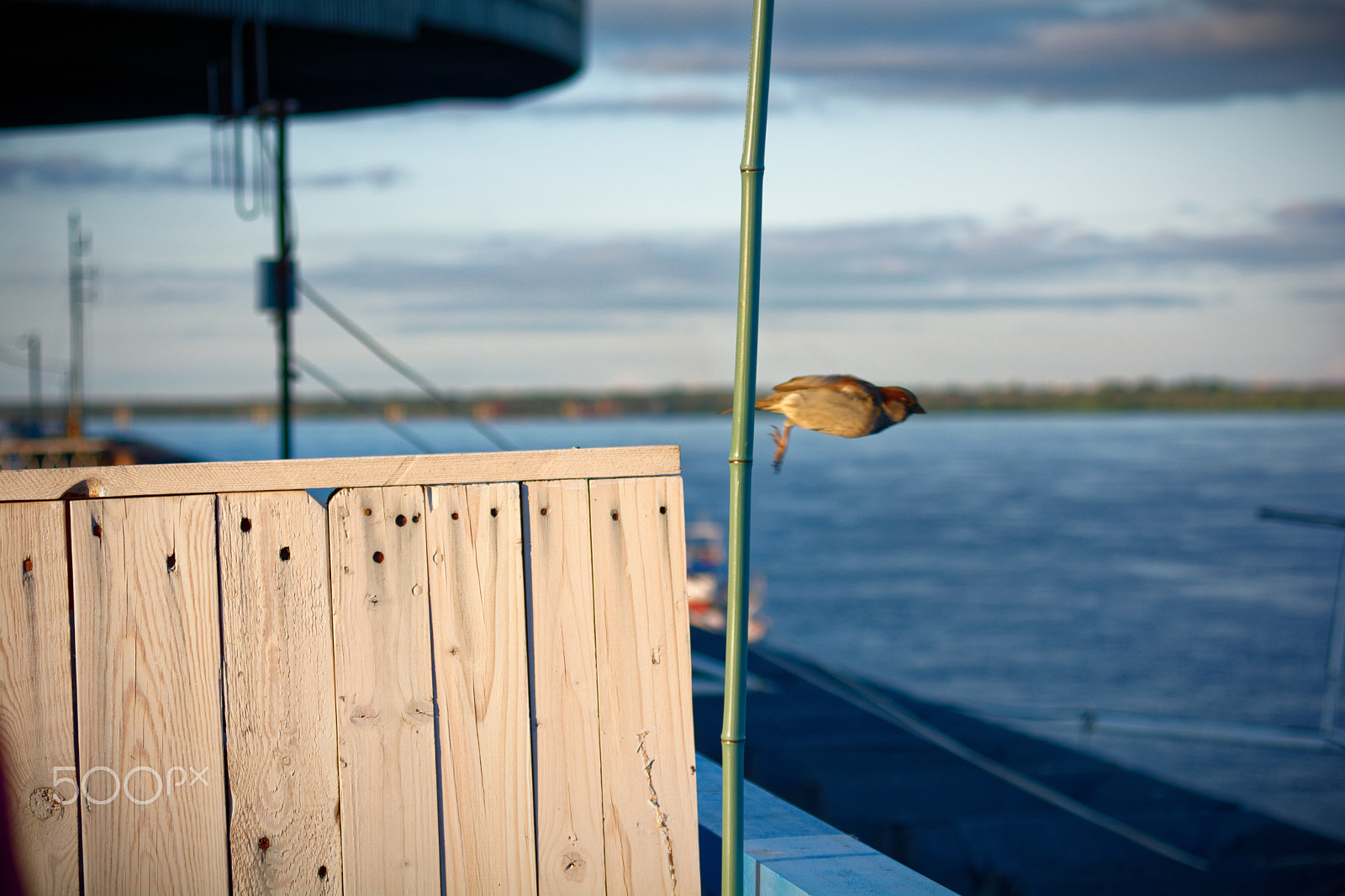 AF Zoom-Nikkor 28-70mm f/3.5-4.5D sample photo. Sparrow the diver photography