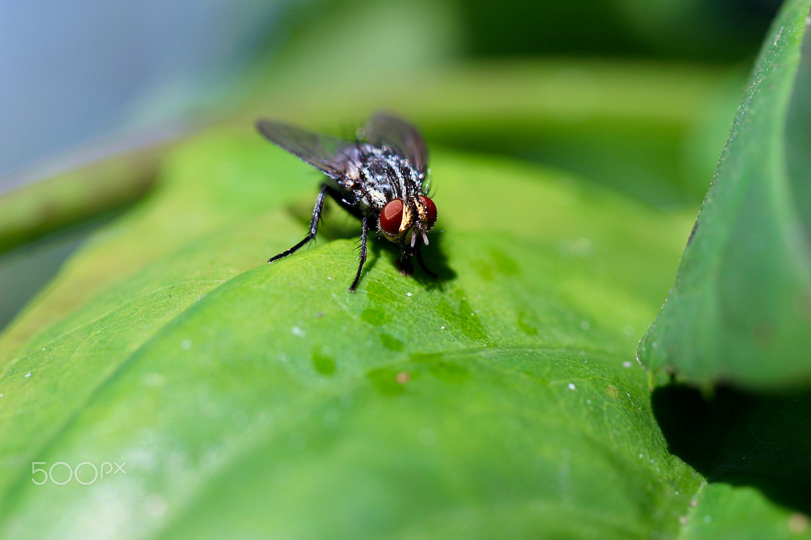 Canon EF 100mm F2.8L Macro IS USM sample photo. Fly...away photography