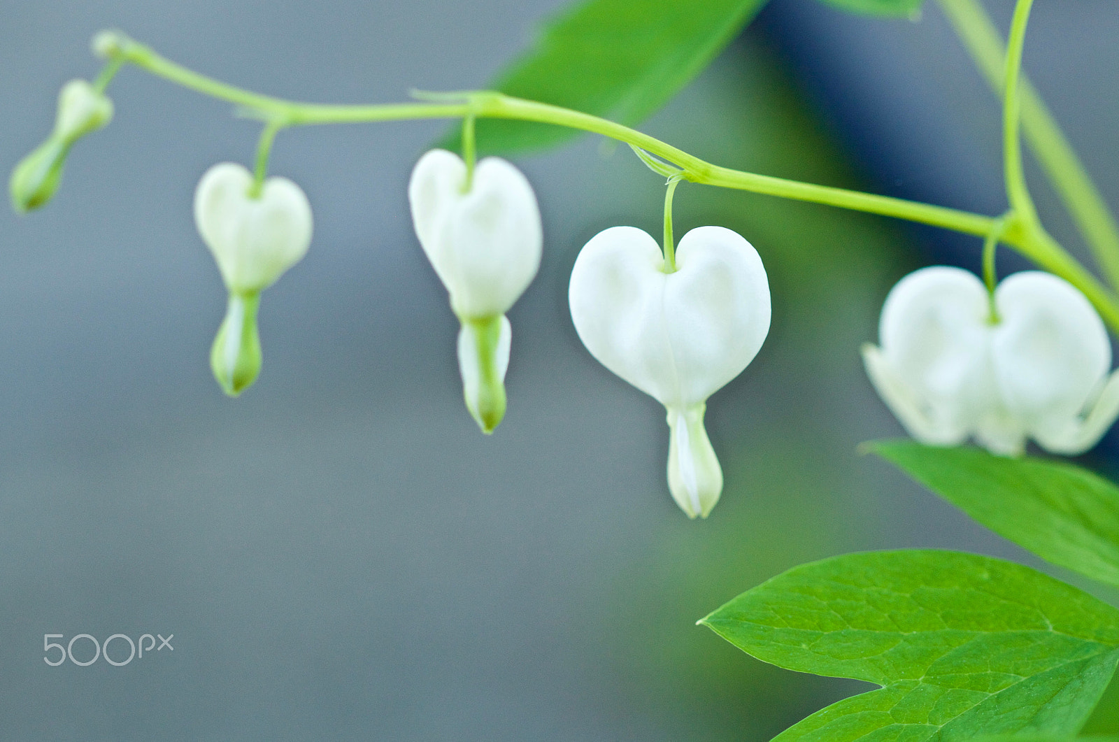 Canon EOS 100D (EOS Rebel SL1 / EOS Kiss X7) sample photo. Bleeding hearts photography