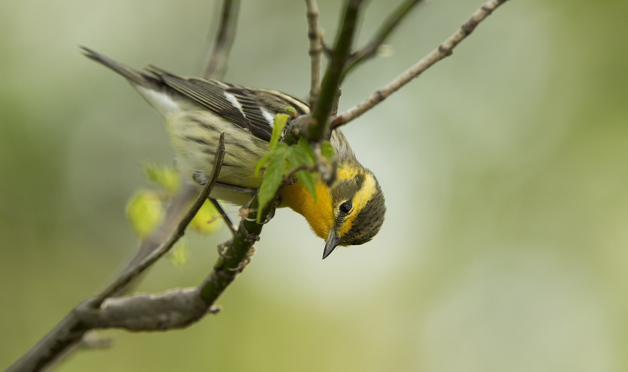 Canon EOS-1D X sample photo. Blackburnian warbler photography