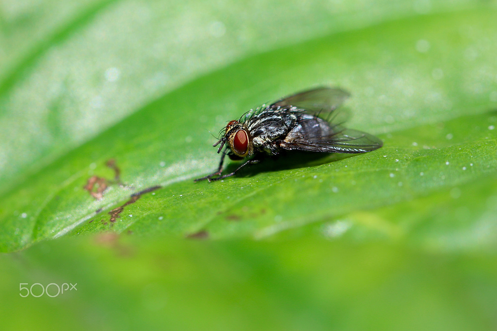 Canon EF 100mm F2.8L Macro IS USM sample photo. The other side photography