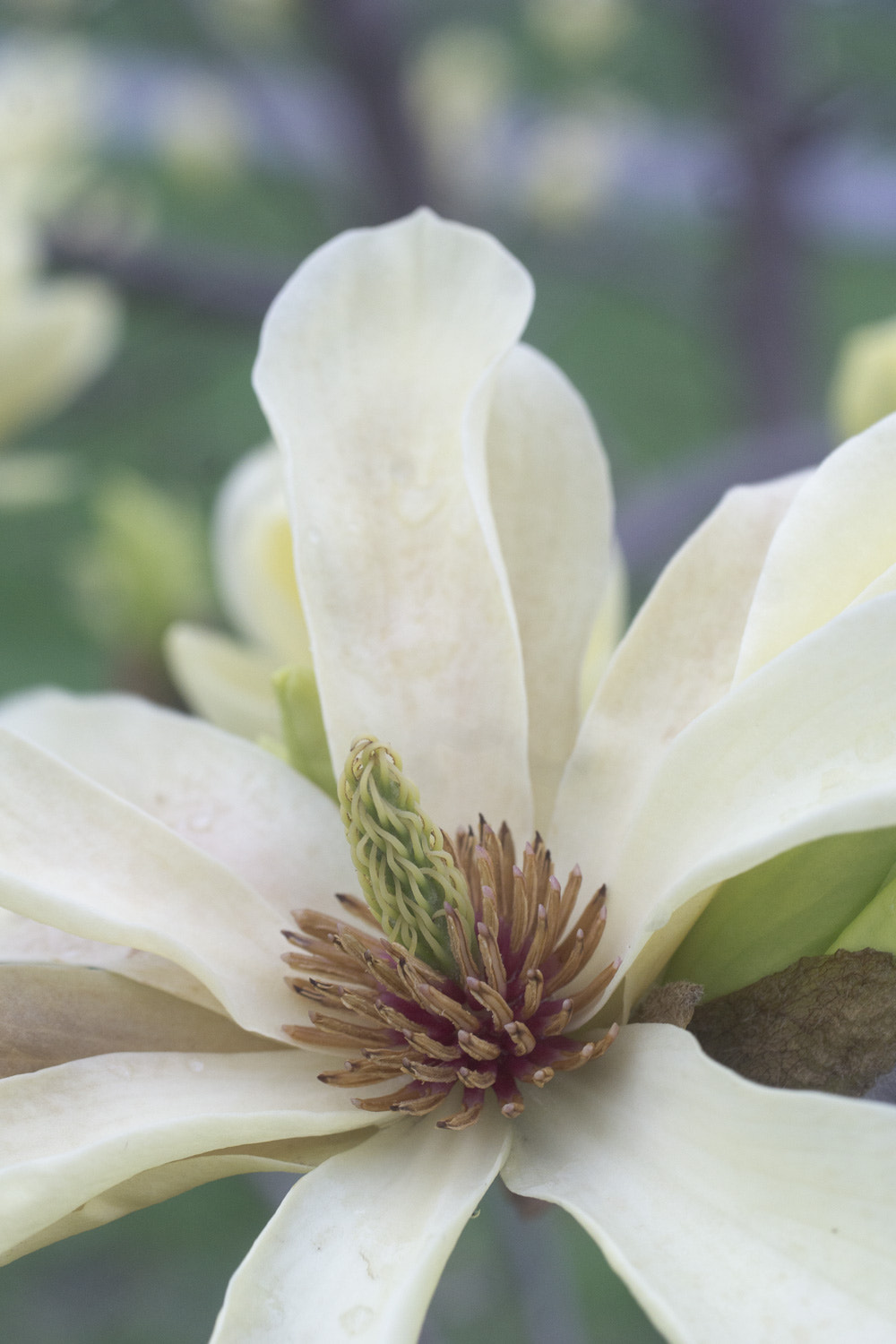 Sony a6000 + Canon EF 50mm F2.5 Macro sample photo. The daily percyscope 040 photography