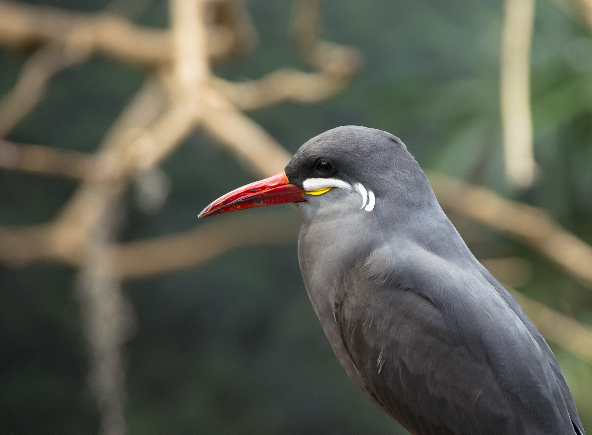 Pentax K-5 IIs sample photo. Profile of a mustache bird photography
