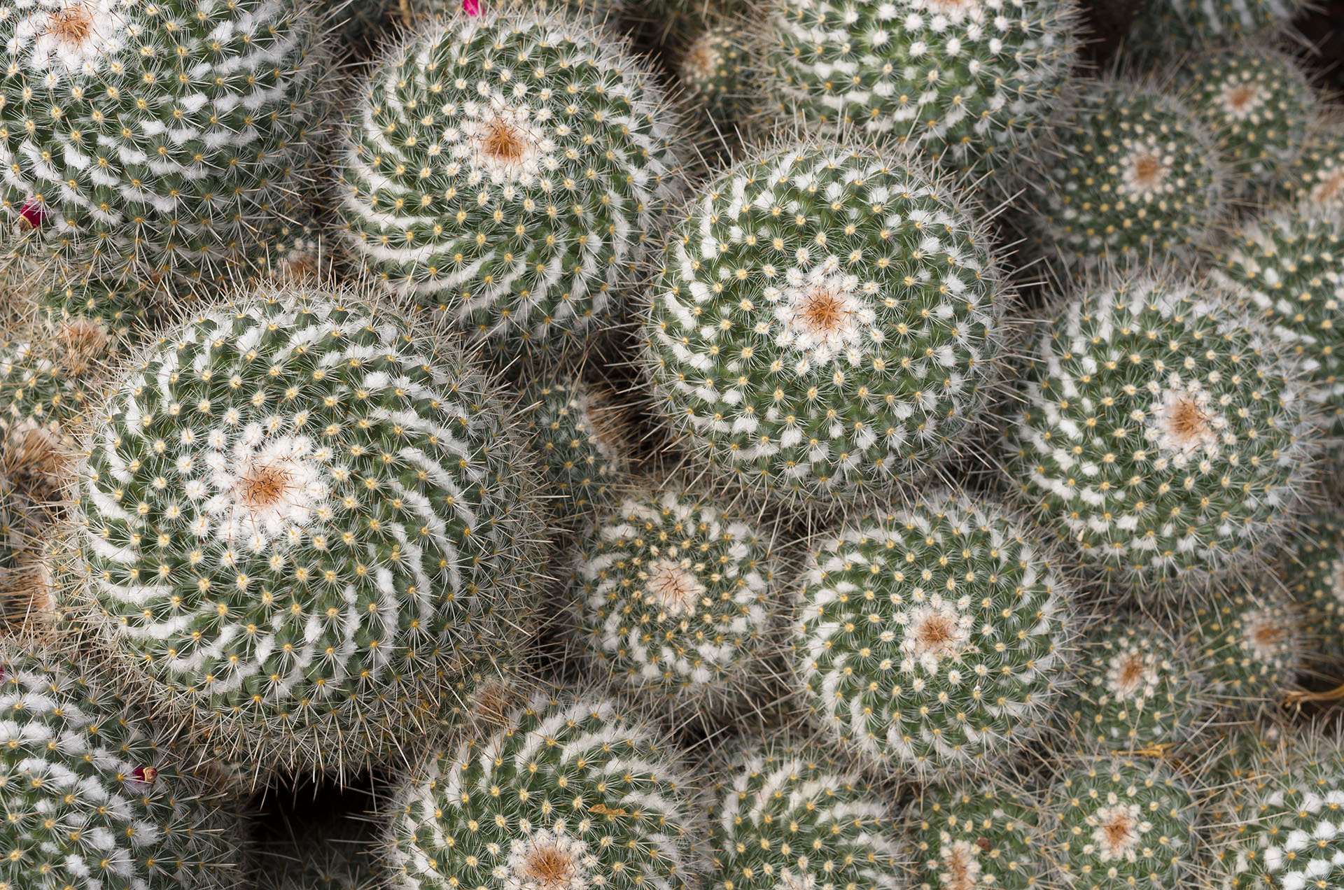 Pentax smc DA 35mm F2.8 Macro Limited sample photo. Prickly photography