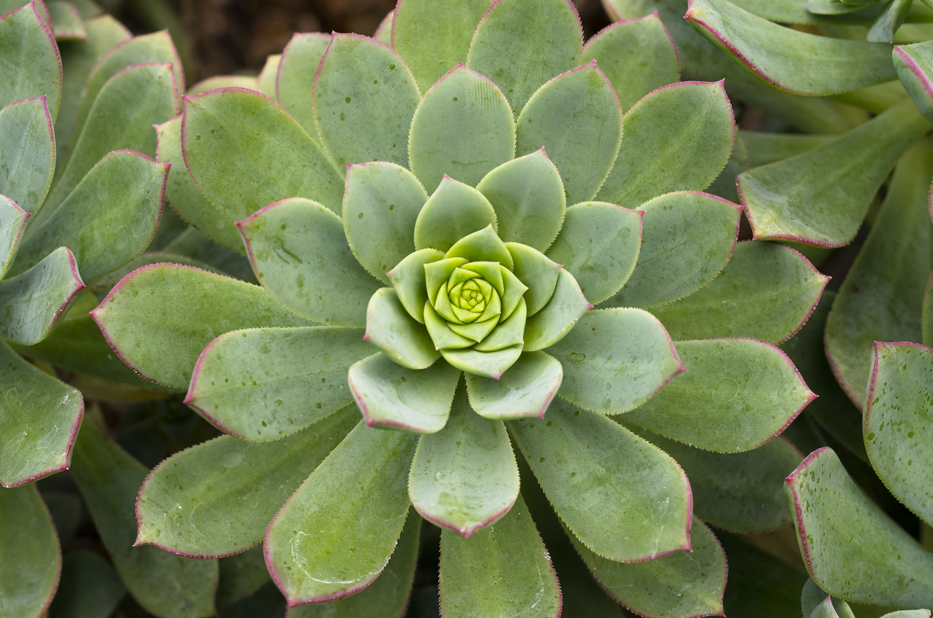 Pentax smc DA 35mm F2.8 Macro Limited sample photo. Golden ratio photography