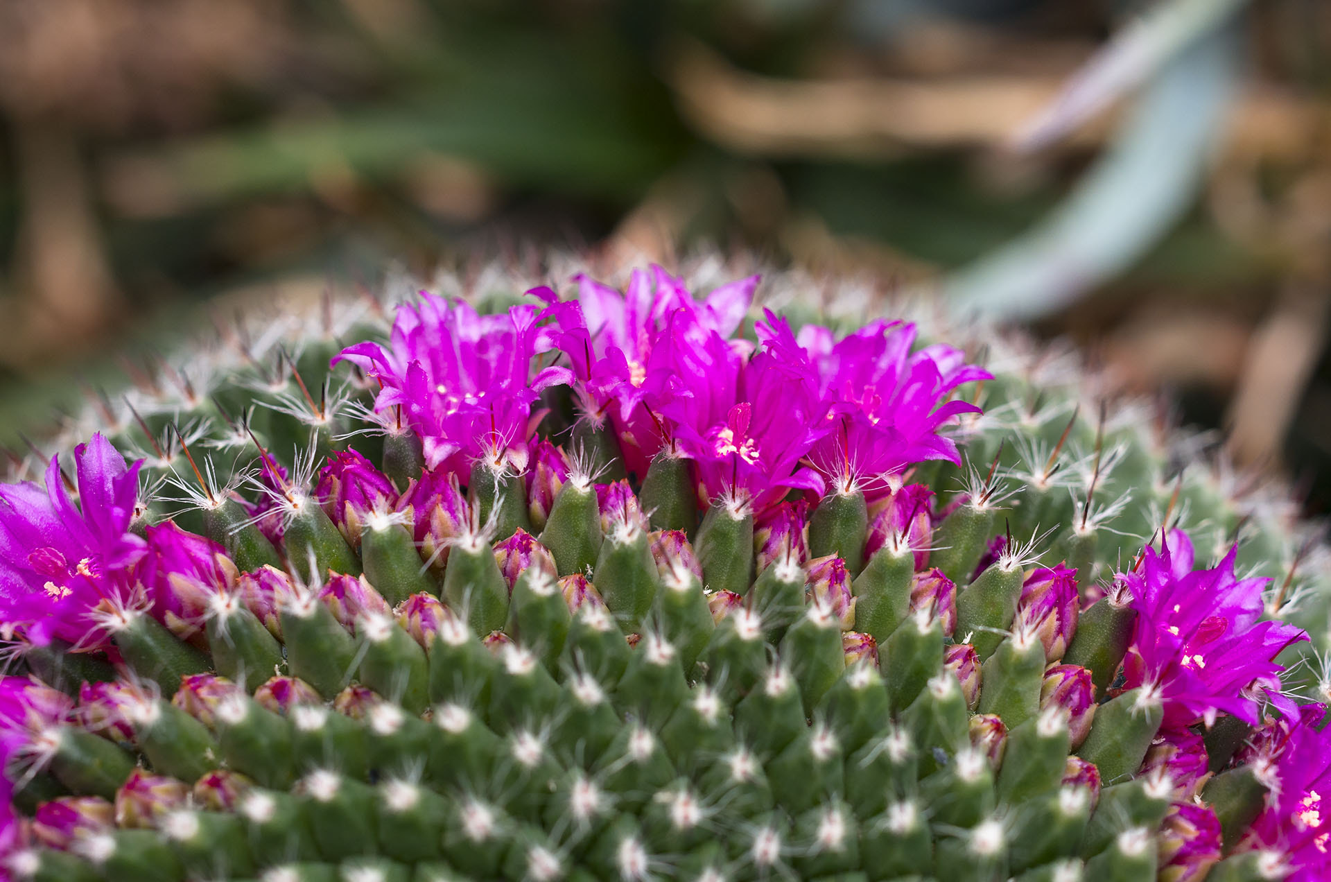 Pentax K-5 IIs sample photo. Cactus flowers photography
