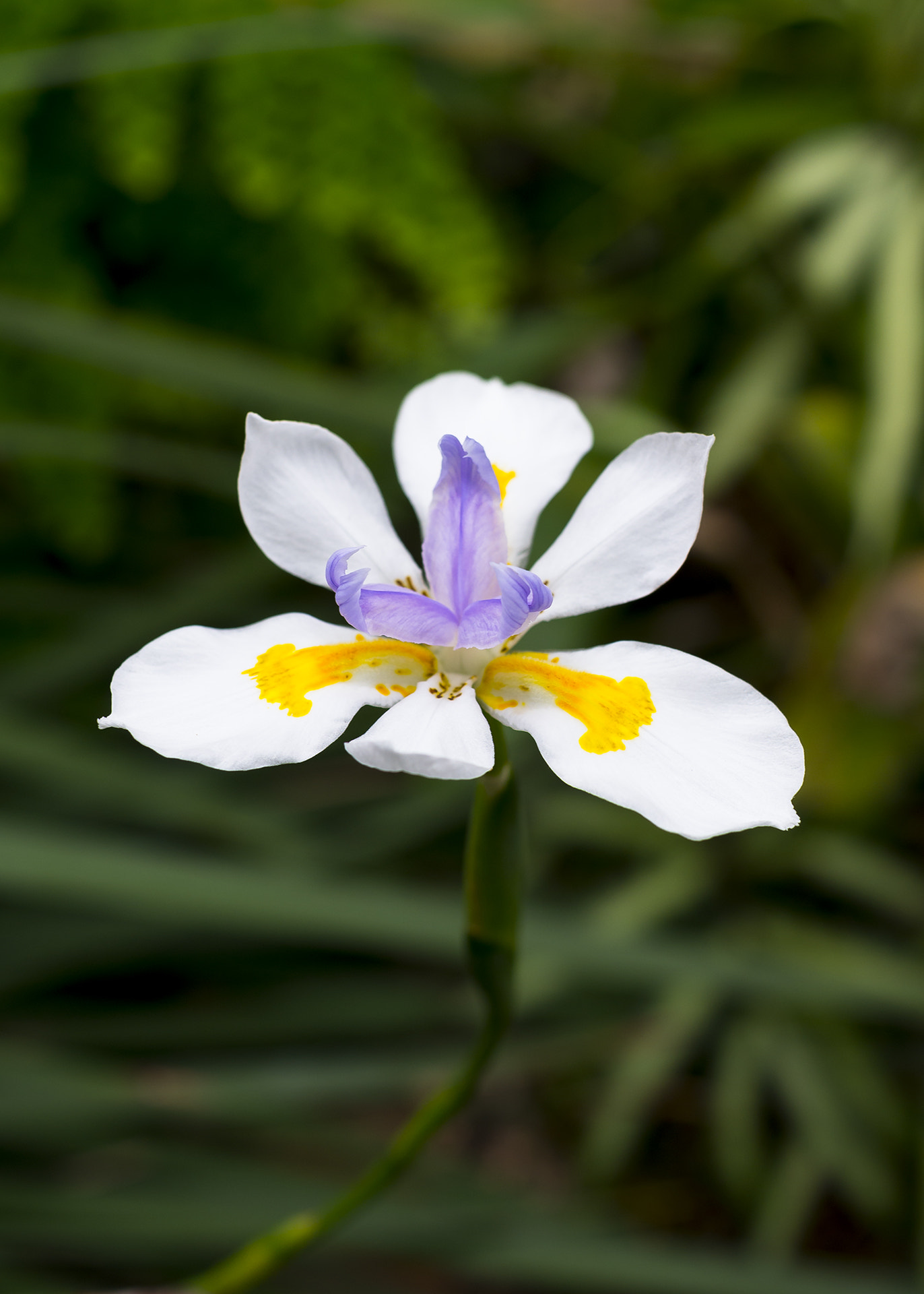 Pentax smc DA 35mm F2.8 Macro Limited sample photo. Delicate photography
