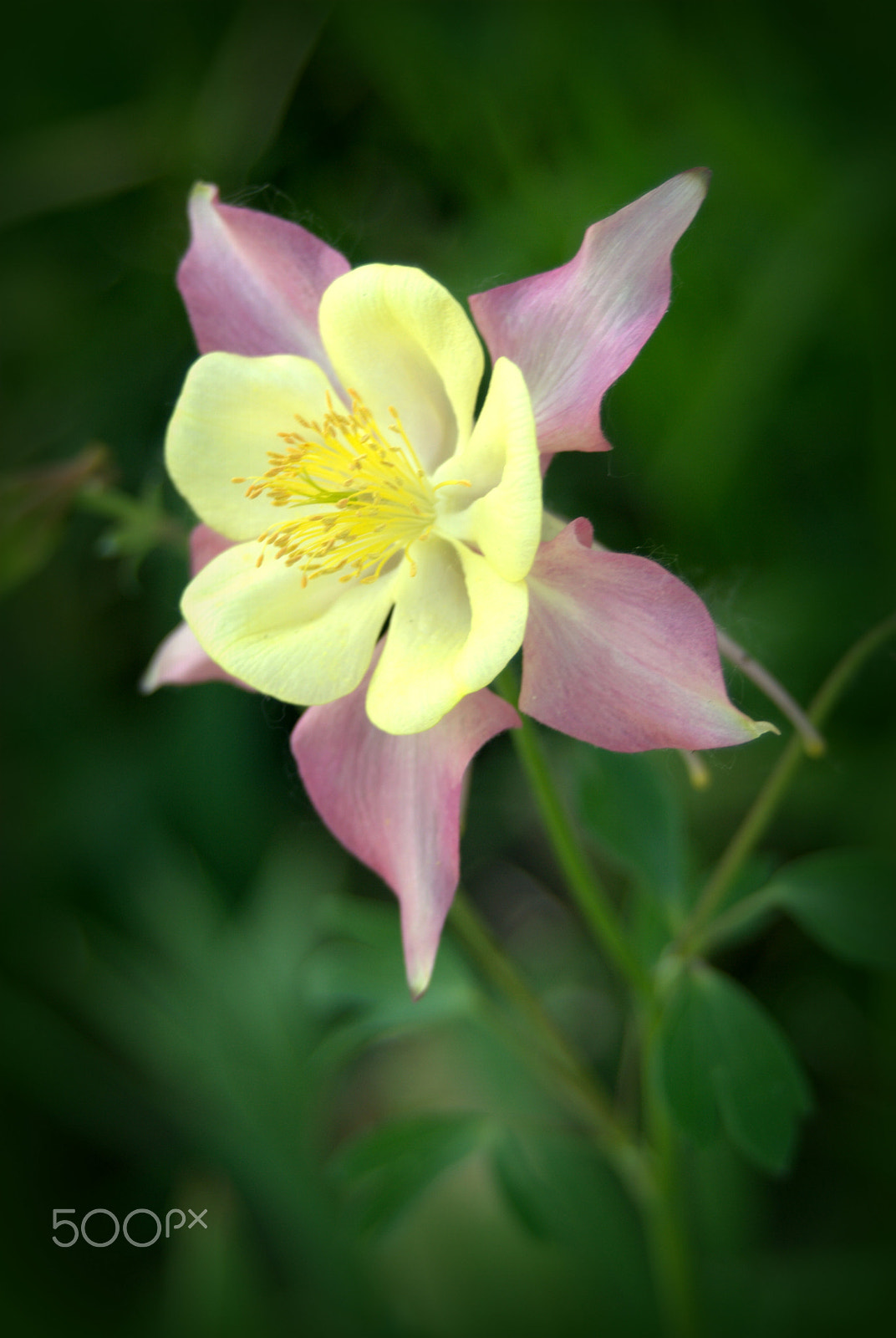 Sigma 28-90mm F3.5-5.6 Macro sample photo. Columbine photography