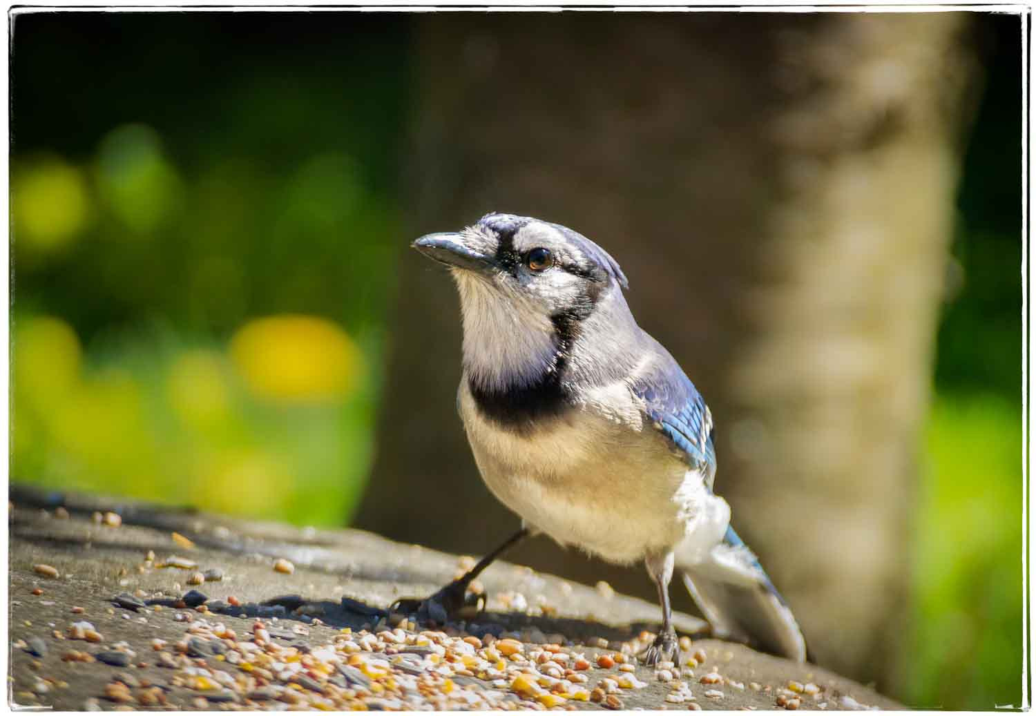 Sony Alpha DSLR-A500 sample photo. Blue jay on the rocks photography