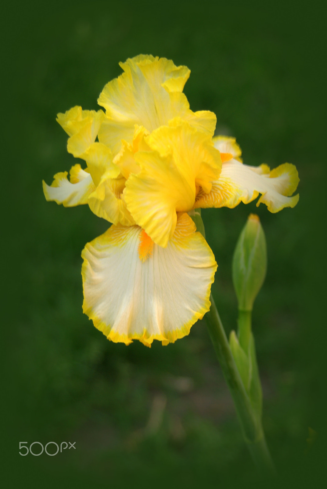 Nikon D3000 sample photo. Iris photography