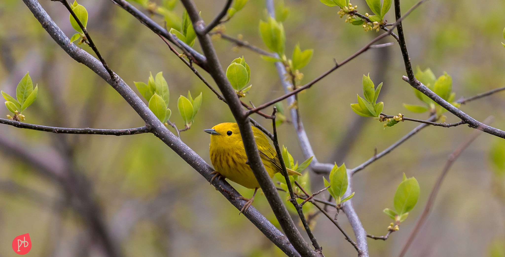 Canon EF 100-400mm F4.5-5.6L IS II USM sample photo. Yellow warbler photography