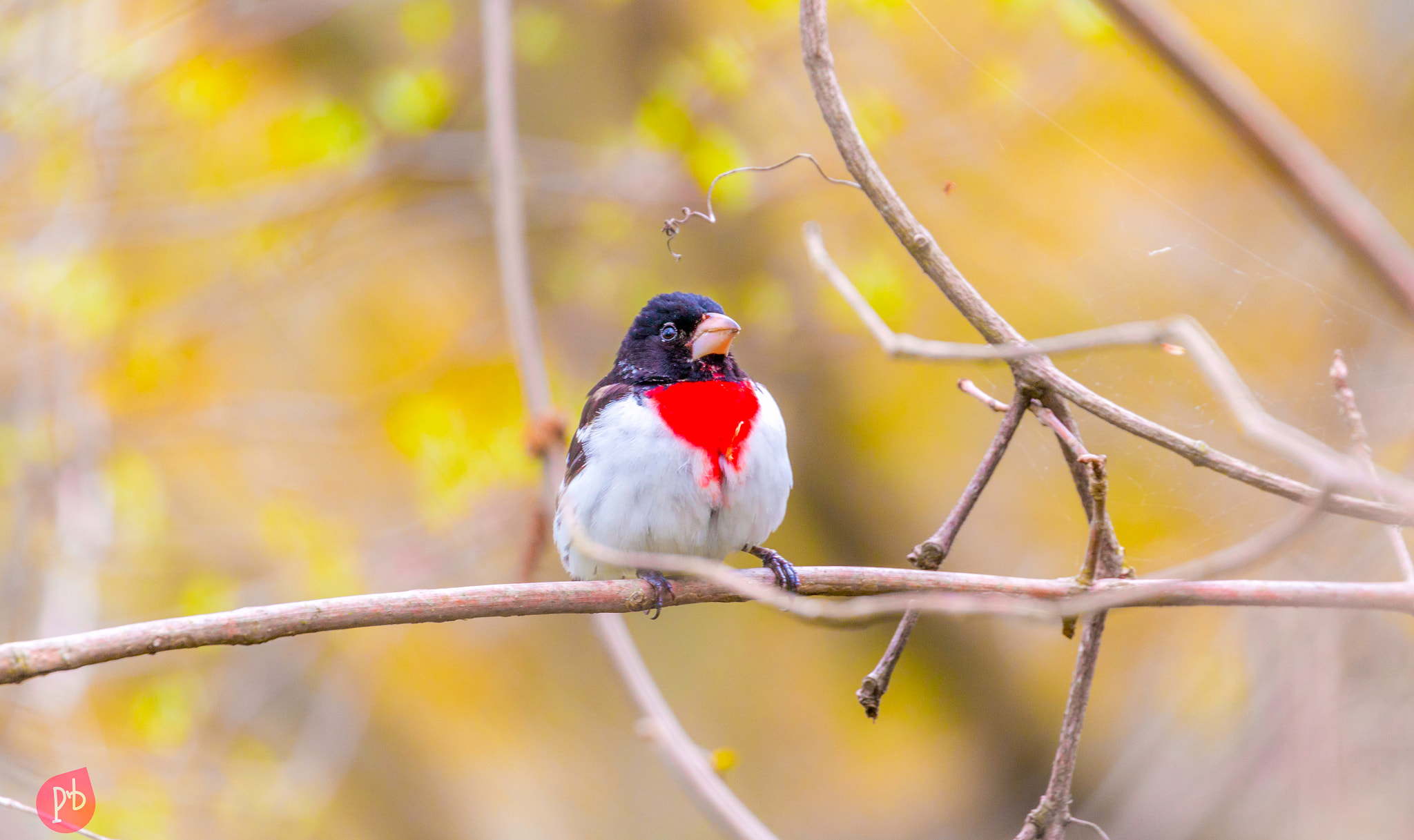 Canon EOS 70D + Canon EF 100-400mm F4.5-5.6L IS II USM sample photo. Rose-breasted grosbeak photography