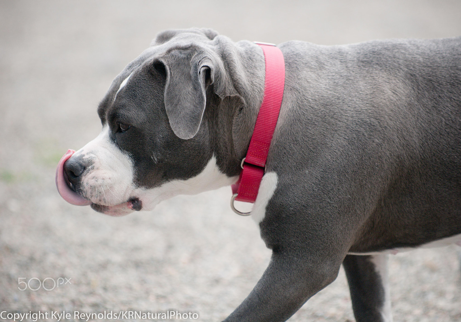 Nikon D300S sample photo. Rosebud at the spca photography