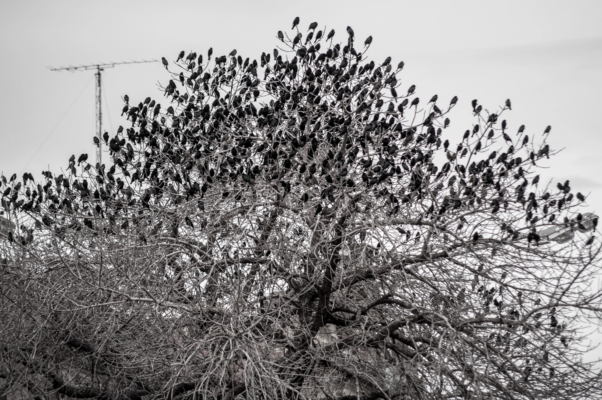 Nikon D90 + Sigma 50-150mm F2.8 EX APO DC HSM II sample photo. Black birds in autumn / pájaros negros en otoño photography