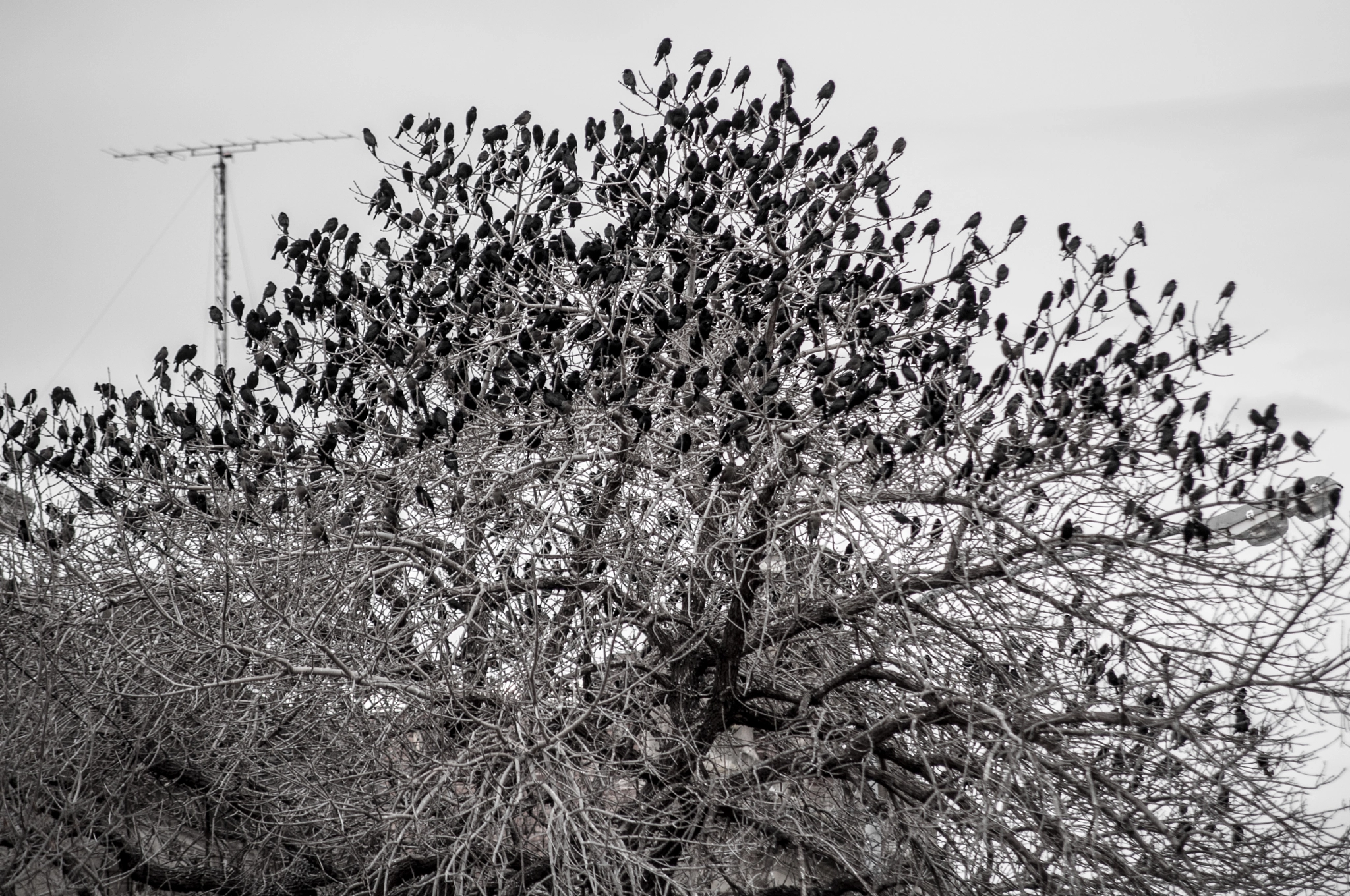 Sigma 50-150mm F2.8 EX APO DC HSM II sample photo. Black birds in autumn / pájaros negros en otoño photography