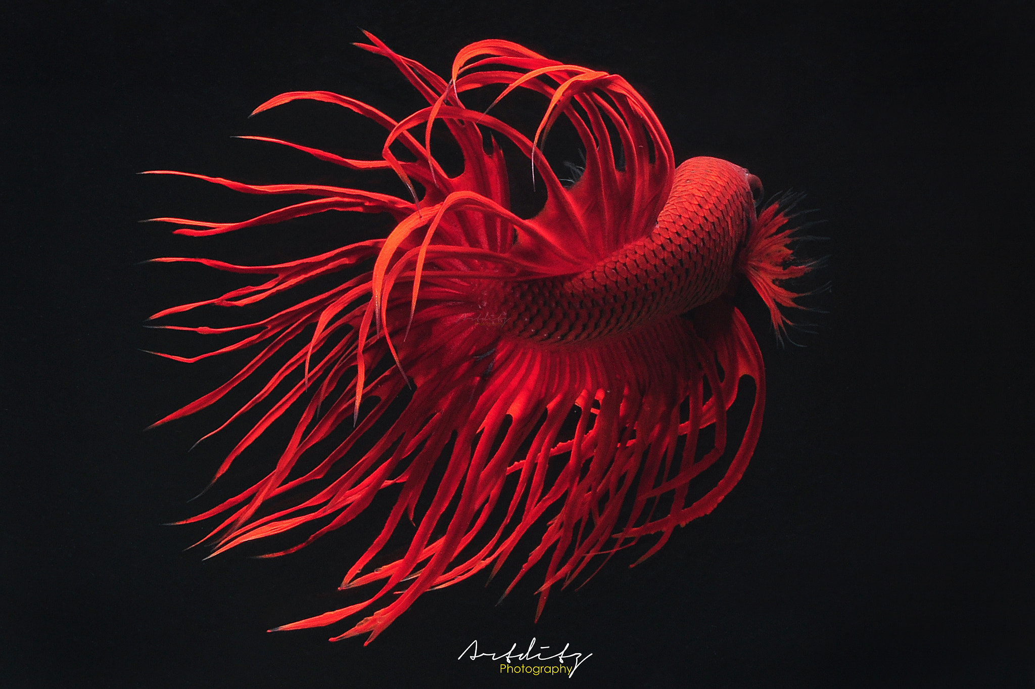 Nikon D90 + AF Micro-Nikkor 105mm f/2.8 sample photo. The red crowntail photography