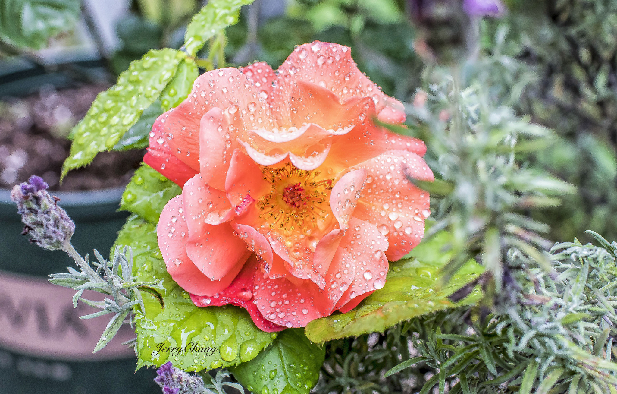 Sony a7R II + Canon EF 35mm F1.4L USM sample photo. Flower photography