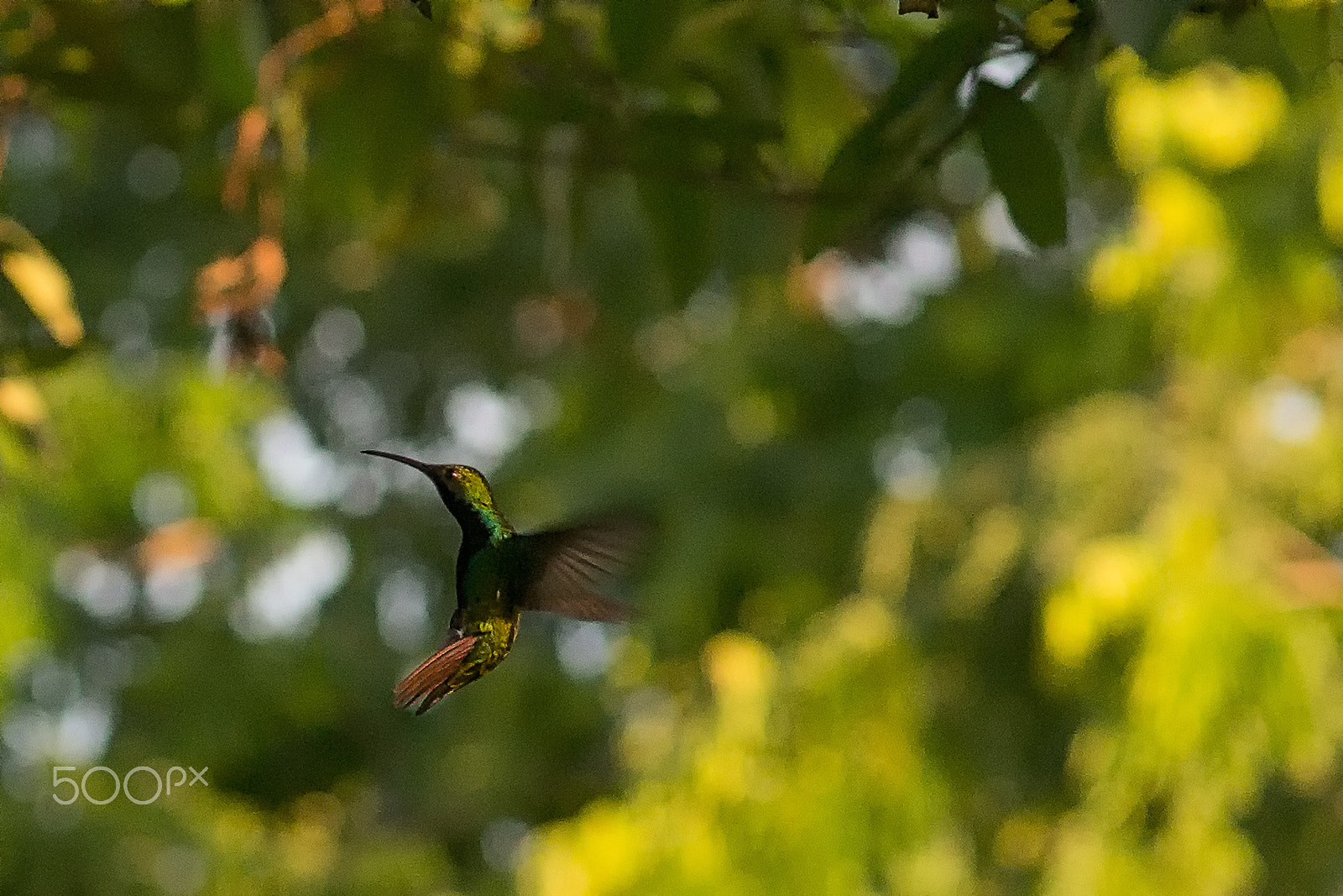 Sony a99 II + Sigma 85mm F1.4 EX DG HSM sample photo. Co colibri photography