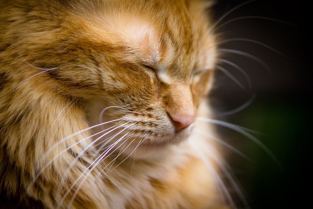 Tamron SP AF 70-200mm F2.8 Di LD (IF) MACRO sample photo. Max photography