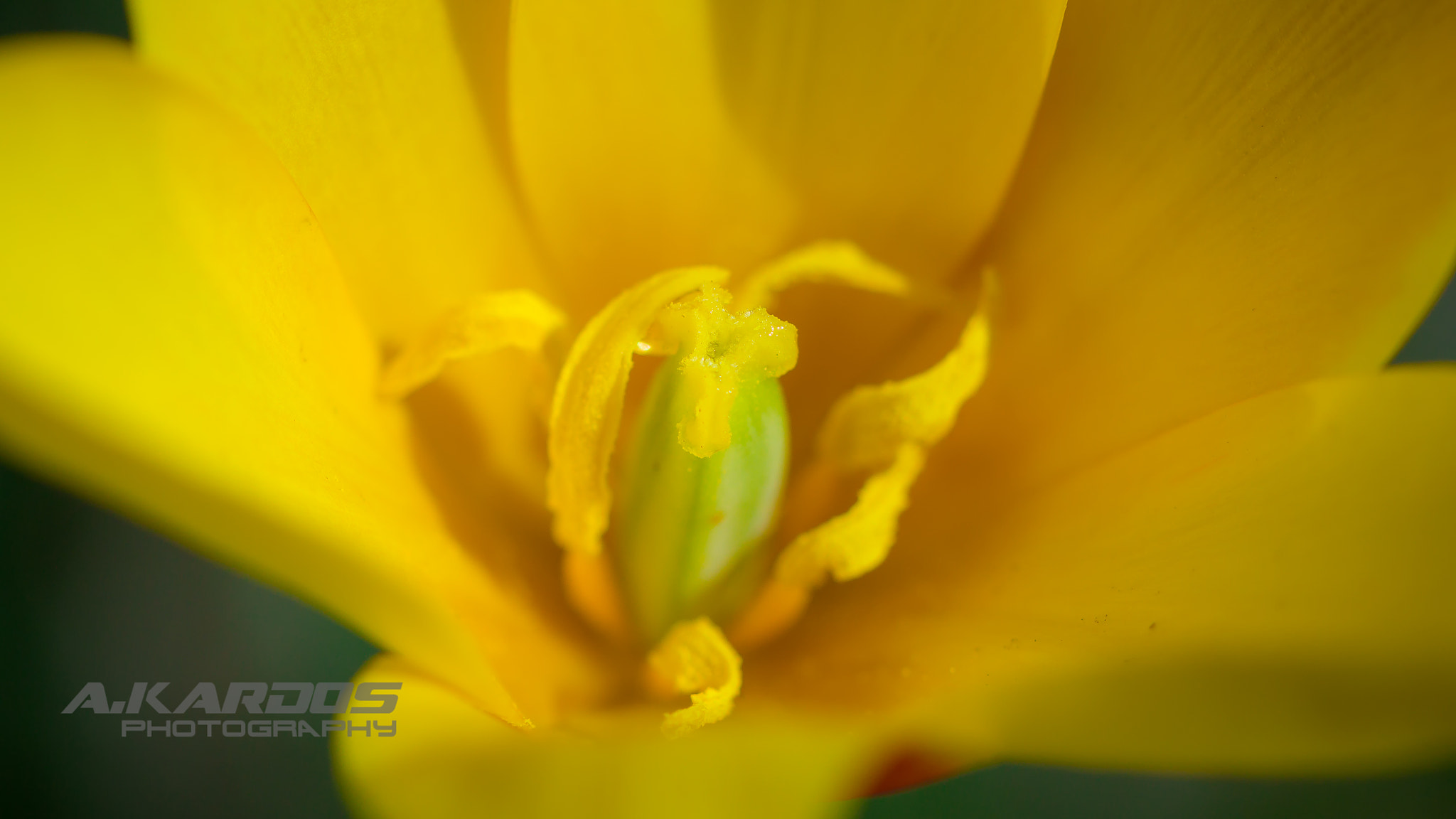 Canon EF 100mm F2.8 Macro USM sample photo. Flower - montreal botanical garden photography