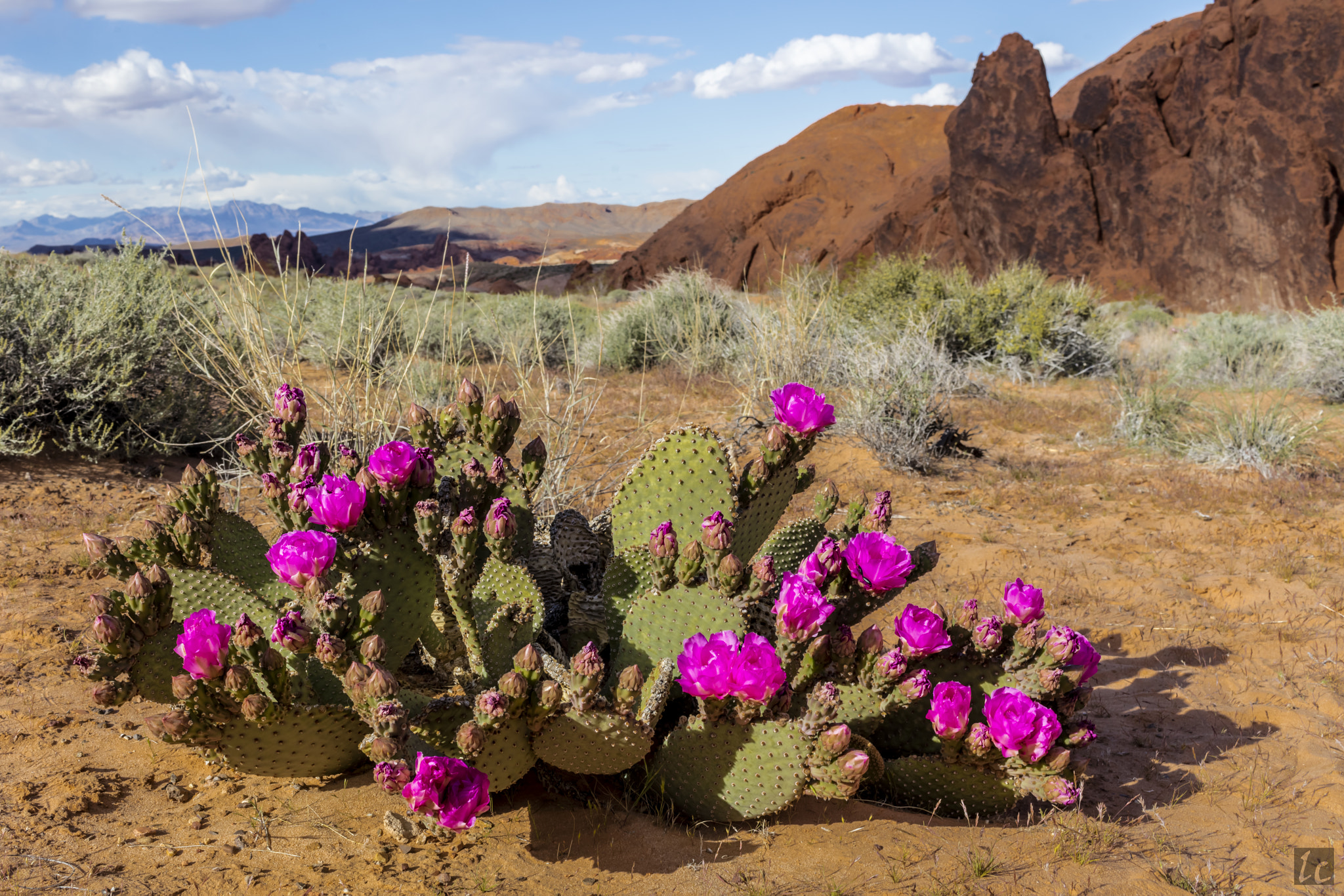 Canon EOS 5DS R + Canon EF 35mm F1.4L USM sample photo. Fire wave trail photography