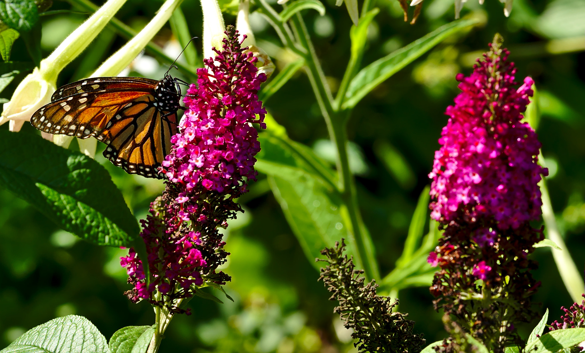 ZEISS Otus 85mm F1.4 sample photo. Monarch butterfly on purple flower photography