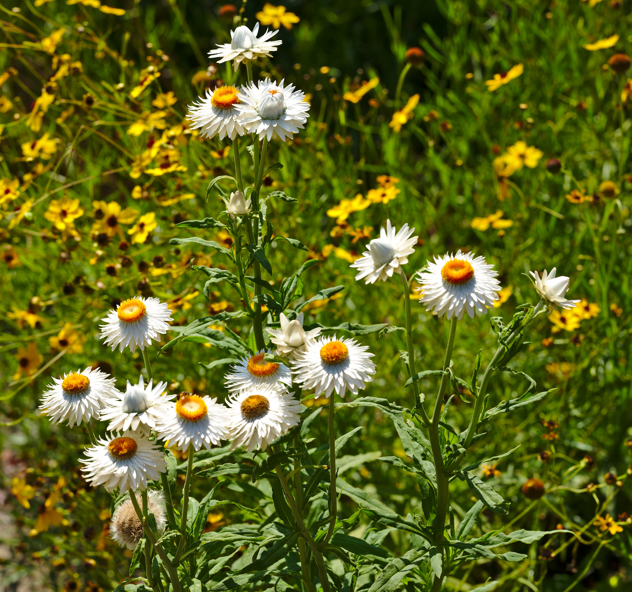 ZEISS Otus 85mm F1.4 sample photo. Daisies in front of yellow flowers photography